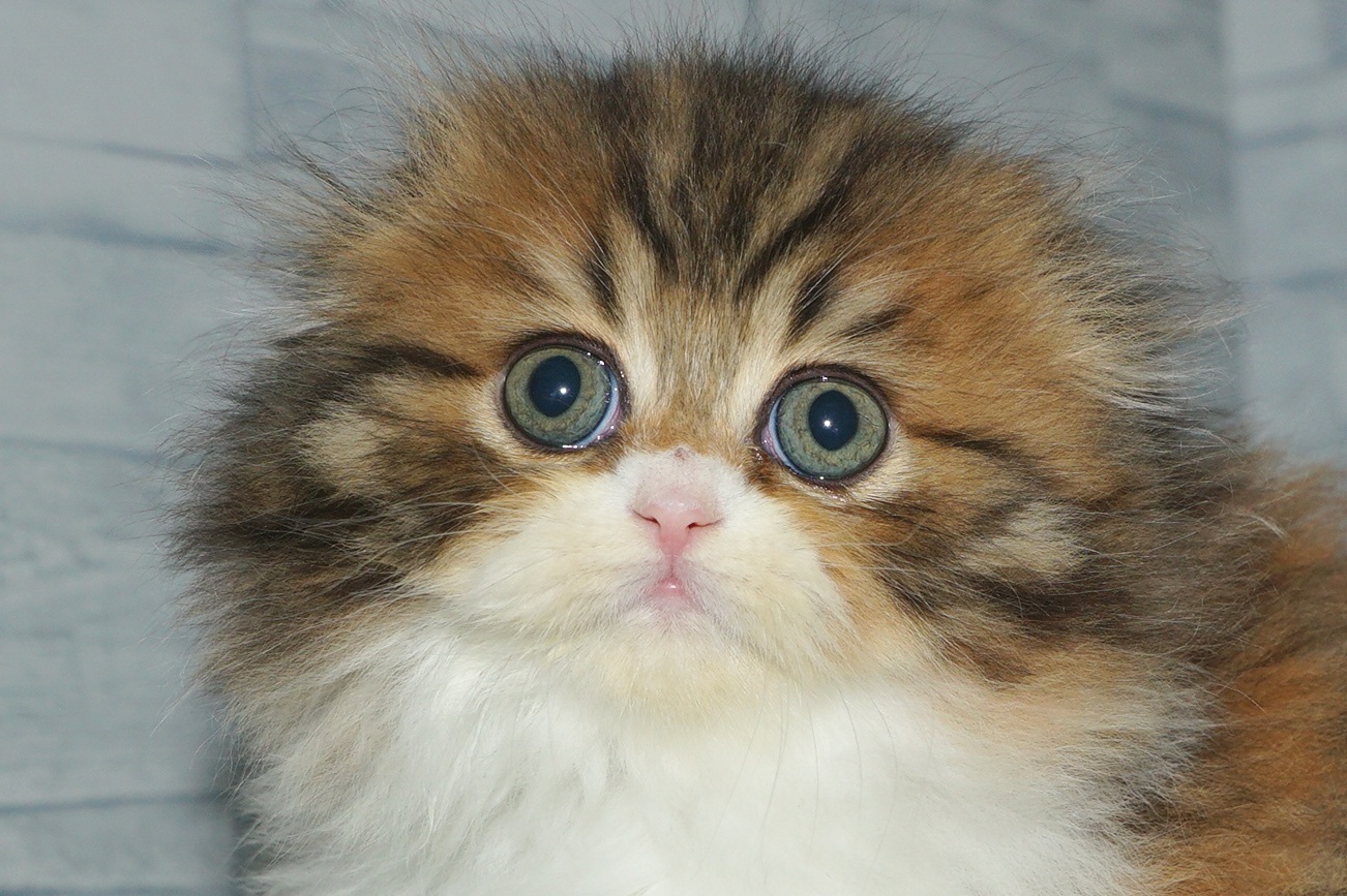 2026年1月17日生まれのスコティッシュフォールド