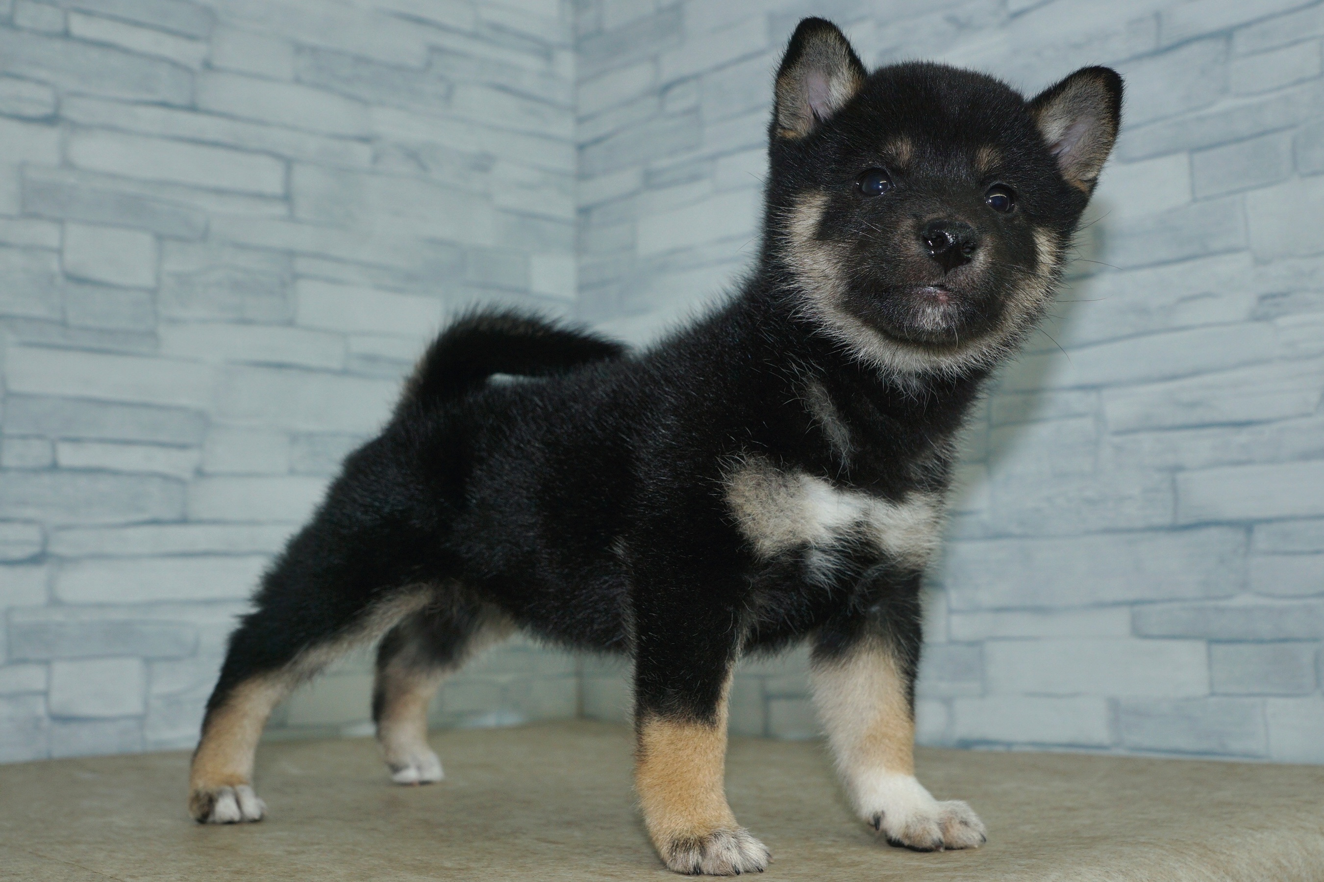 神奈川県の柴犬(標準サイズ) (きくちペット湘南平塚店/2026年1月16日生まれ/女の子/黒)の子犬の2枚目の画像