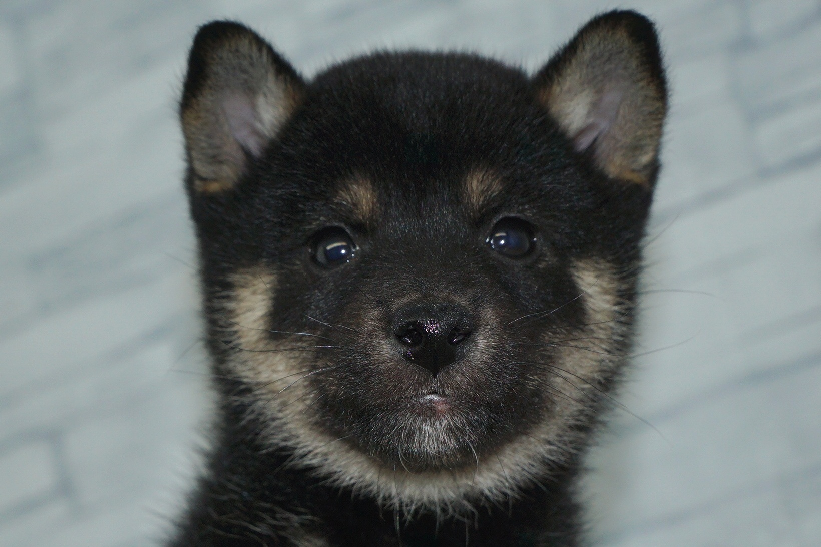 神奈川県の柴犬(標準サイズ) (きくちペット湘南平塚店/2026年1月16日生まれ/女の子/黒)の子犬の1枚目の画像
