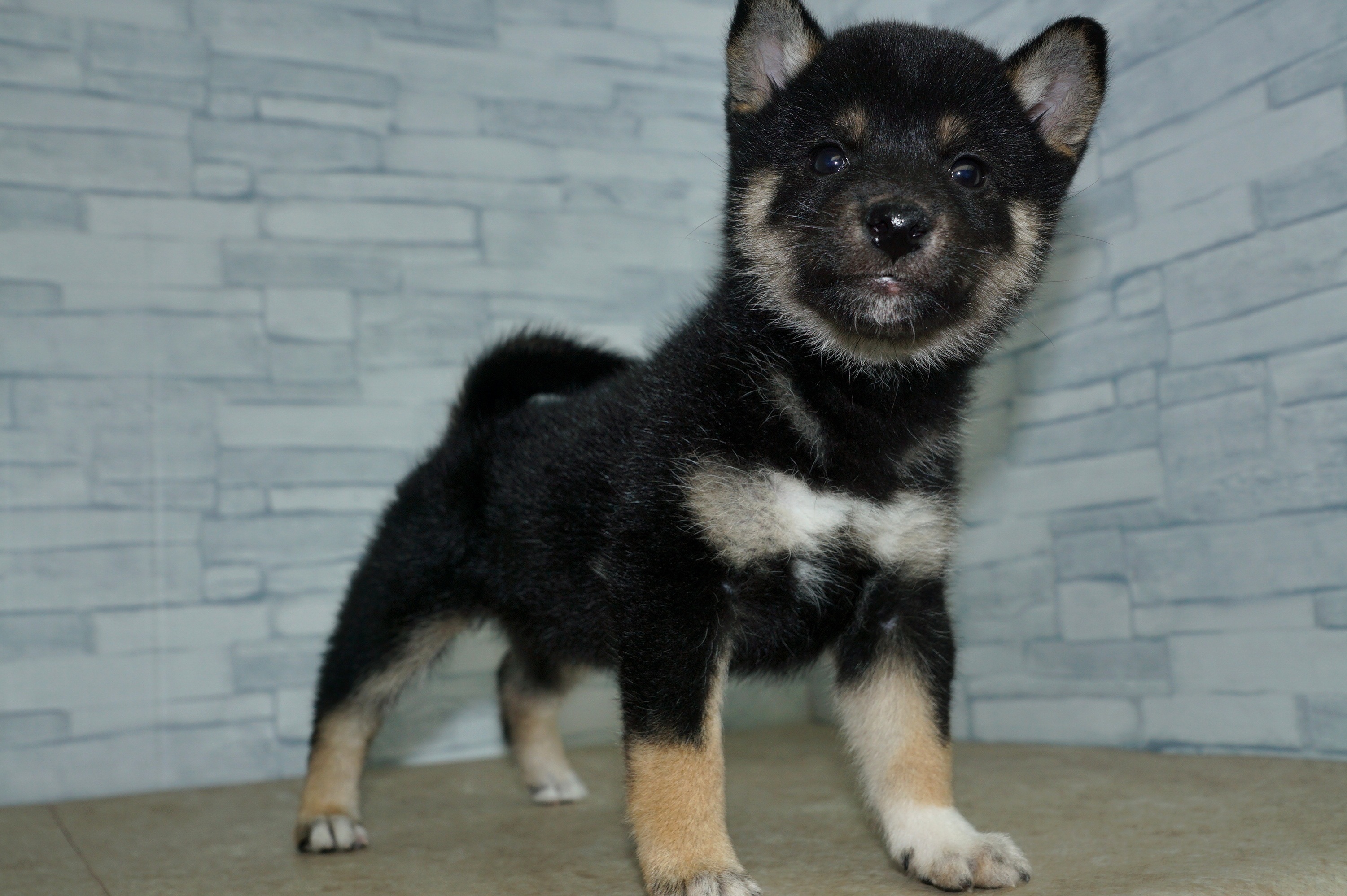 神奈川県の柴犬(標準サイズ) (きくちペット湘南平塚店/2026年1月16日生まれ/女の子/黒)の子犬の3枚目の画像