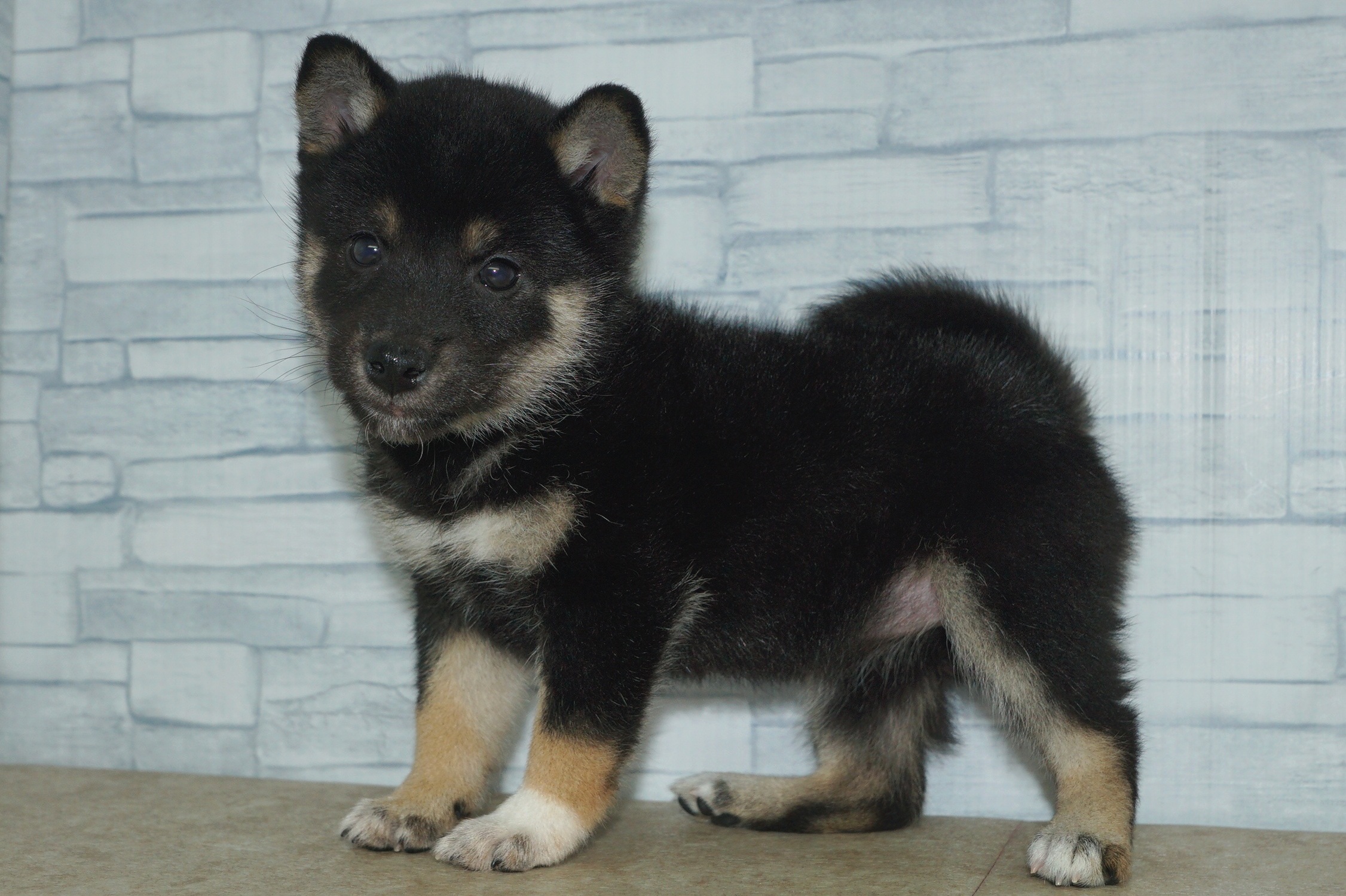 神奈川県の柴犬(標準サイズ) (きくちペット湘南平塚店/2026年1月16日生まれ/女の子/黒)の子犬の4枚目の画像