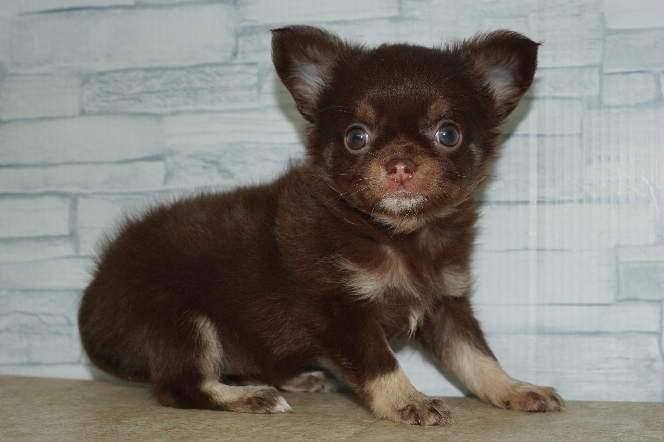 神奈川県のチワワ(ロング) (きくちペット湘南平塚店/2026年1月18日生まれ/女の子/チョコレートタン)の子犬の4枚目の画像