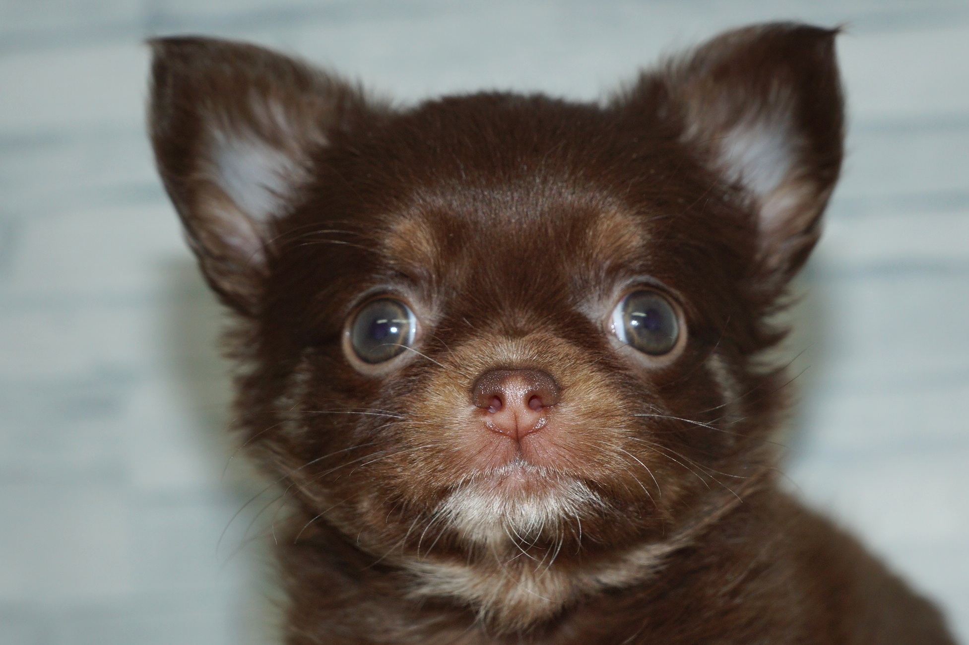 神奈川県のチワワ(ロング) (きくちペット湘南平塚店/2026年1月18日生まれ/女の子/チョコレートタン)の子犬の1枚目の画像