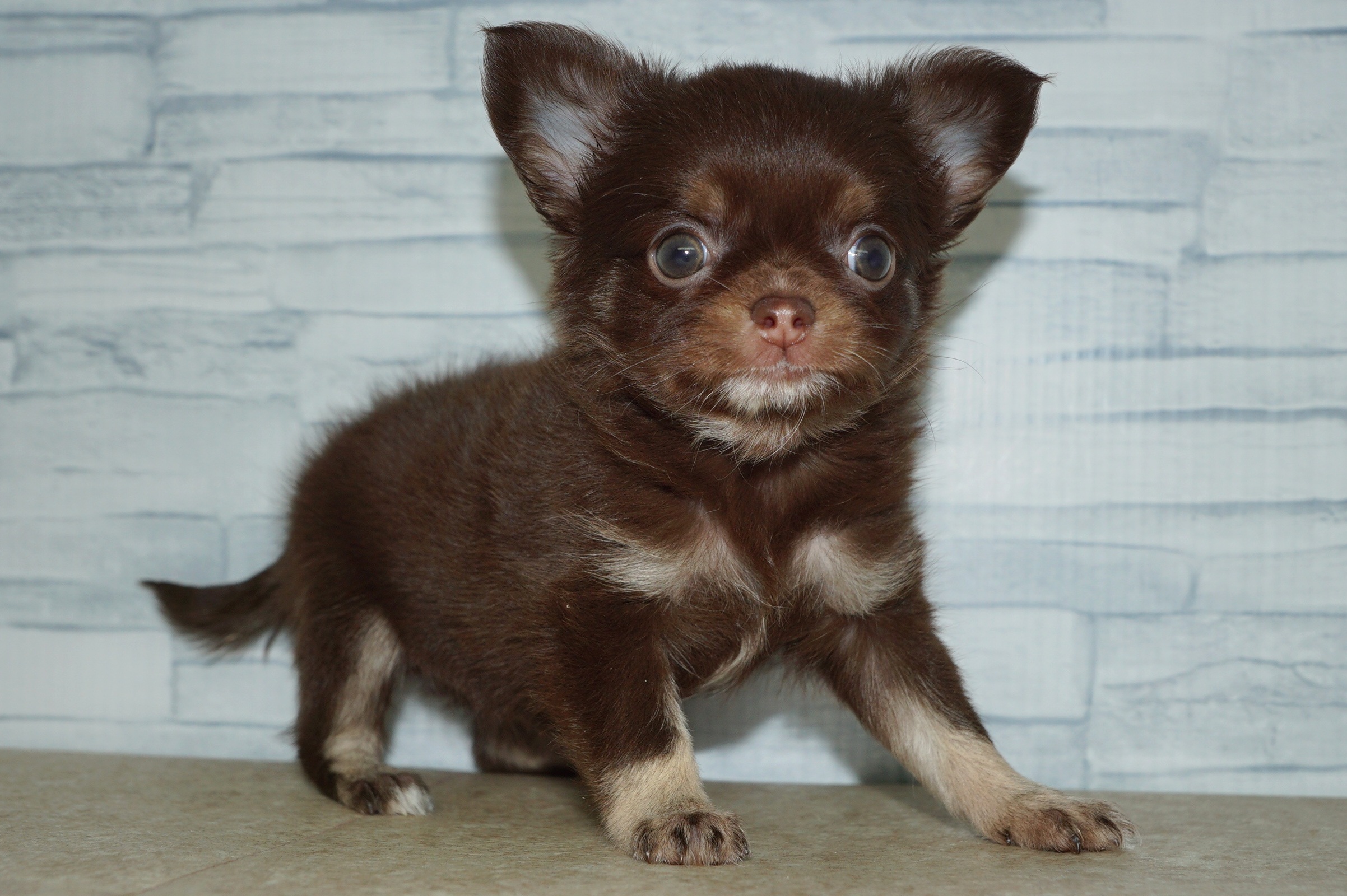 神奈川県のチワワ(ロング) (きくちペット湘南平塚店/2026年1月18日生まれ/女の子/チョコレートタン)の子犬の3枚目の画像