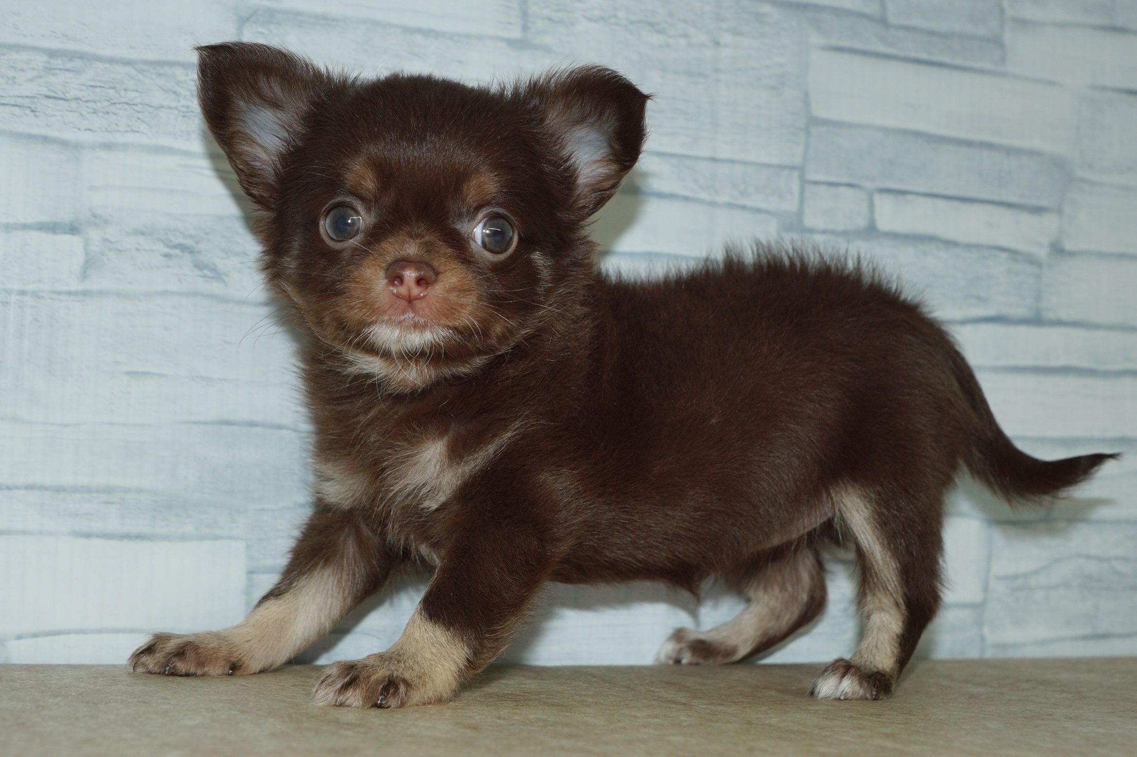 神奈川県のチワワ(ロング) (きくちペット湘南平塚店/2026年1月18日生まれ/女の子/チョコレートタン)の子犬の2枚目の画像