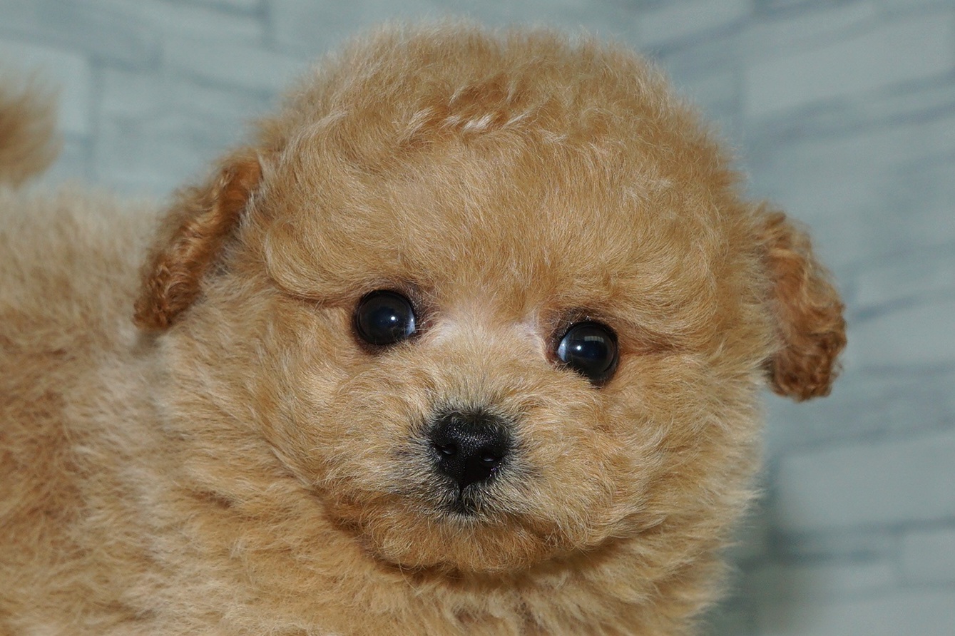 神奈川県のポメプー(ポメラニアン×プードル) (きくちペット湘南平塚店/2026年1月18日生まれ/女の子/アプリコット)の子犬の1枚目の画像