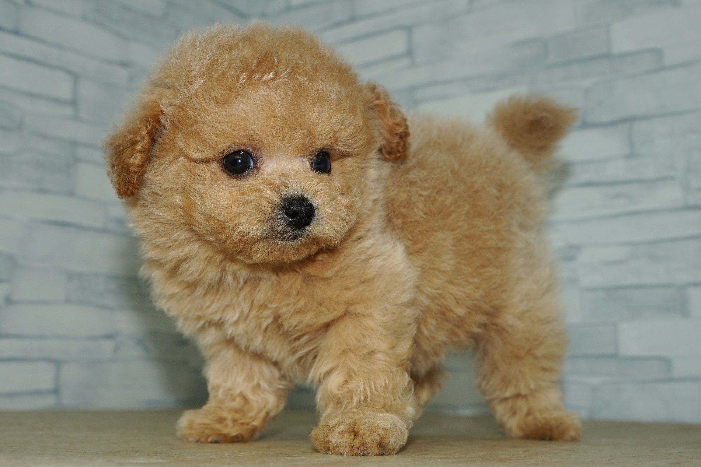 神奈川県のポメプー(ポメラニアン×プードル) (きくちペット湘南平塚店/2026年1月18日生まれ/女の子/アプリコット)の子犬の2枚目の画像