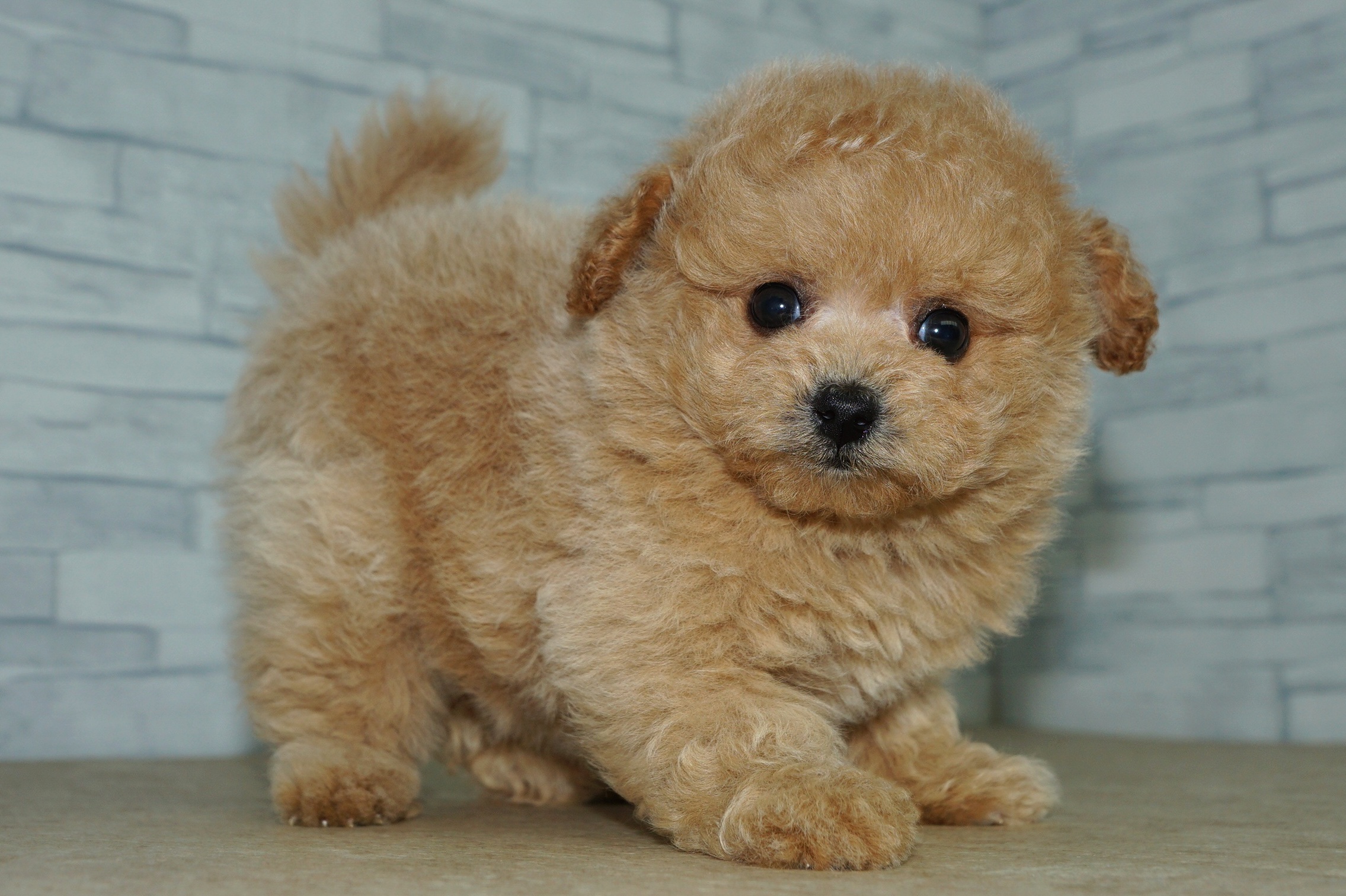 神奈川県のポメプー(ポメラニアン×プードル) (きくちペット湘南平塚店/2026年1月18日生まれ/女の子/アプリコット)の子犬の3枚目の画像