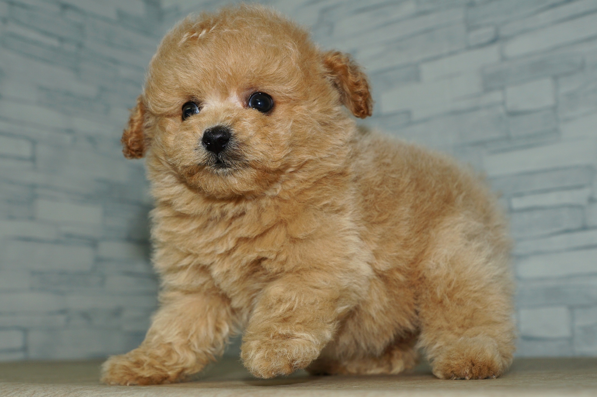 神奈川県のポメプー(ポメラニアン×プードル) (きくちペット湘南平塚店/2026年1月18日生まれ/女の子/アプリコット)の子犬の4枚目の画像