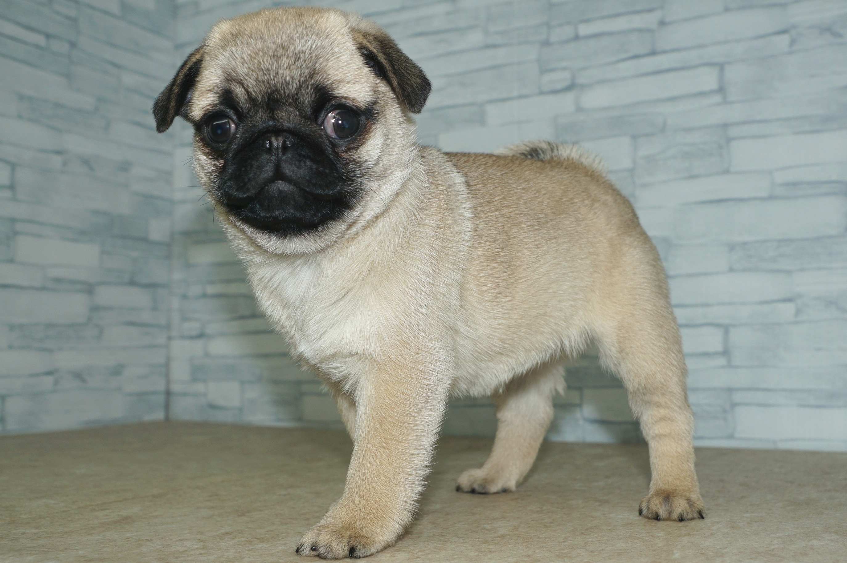 神奈川県のパグ (きくちペット湘南平塚店/2026年1月12日生まれ/女の子/フォーン)の子犬の4枚目の画像