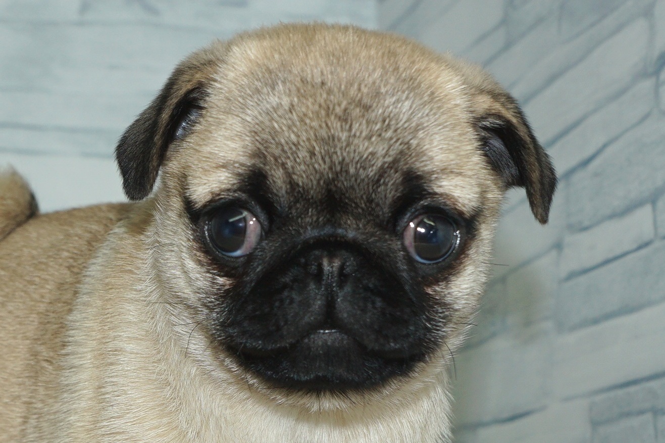 神奈川県のパグ (きくちペット湘南平塚店/2026年1月12日生まれ/女の子/フォーン)の子犬の1枚目の画像