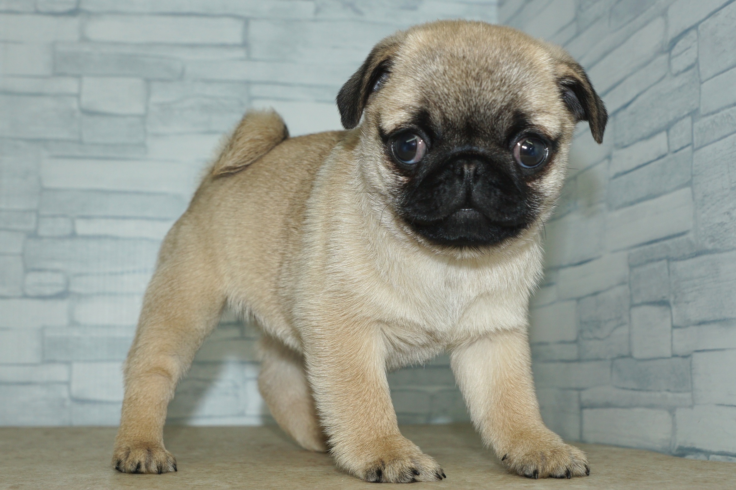 神奈川県のパグ (きくちペット湘南平塚店/2026年1月12日生まれ/女の子/フォーン)の子犬の2枚目の画像