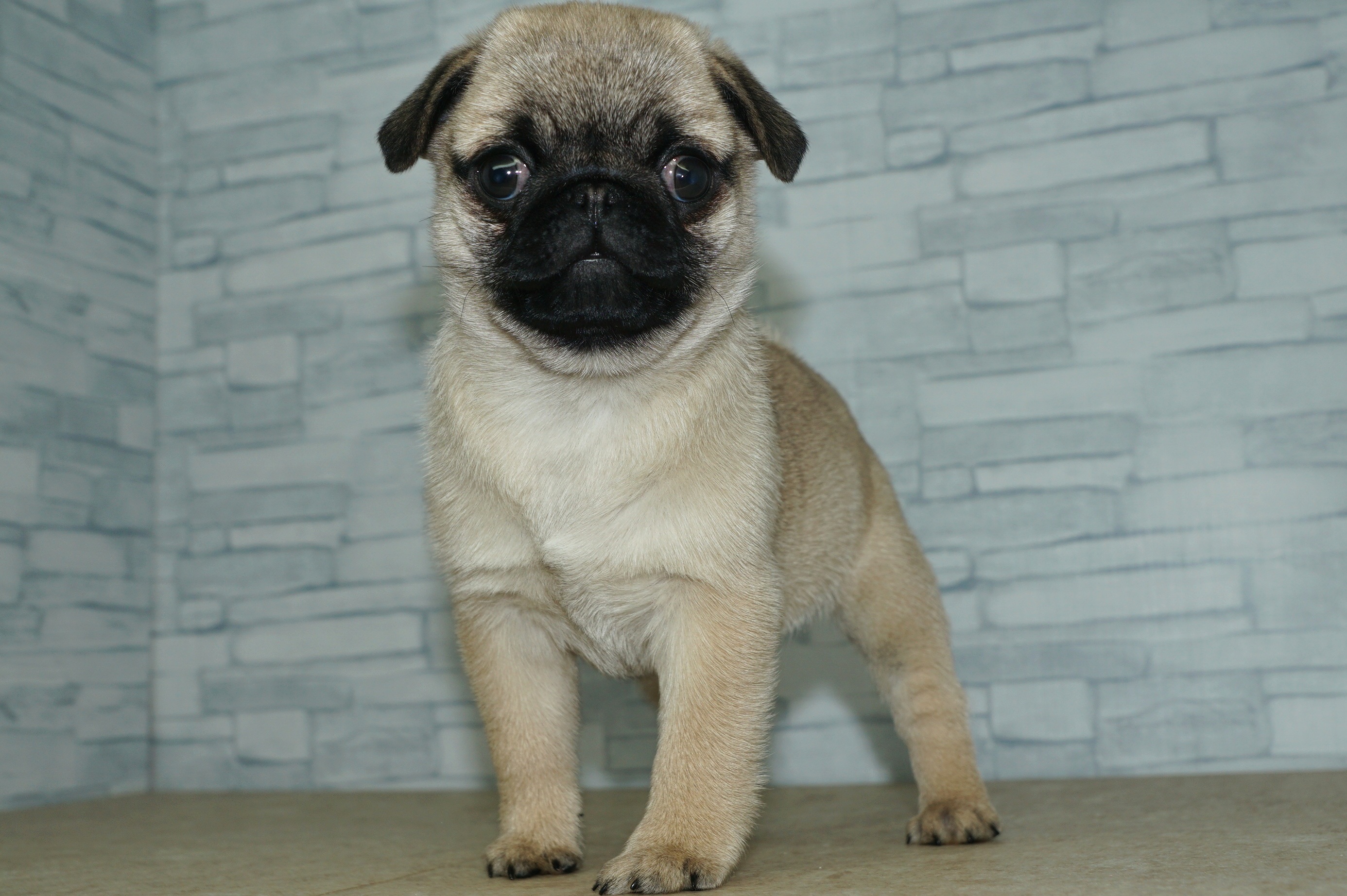 神奈川県のパグ (きくちペット湘南平塚店/2026年1月12日生まれ/女の子/フォーン)の子犬の3枚目の画像