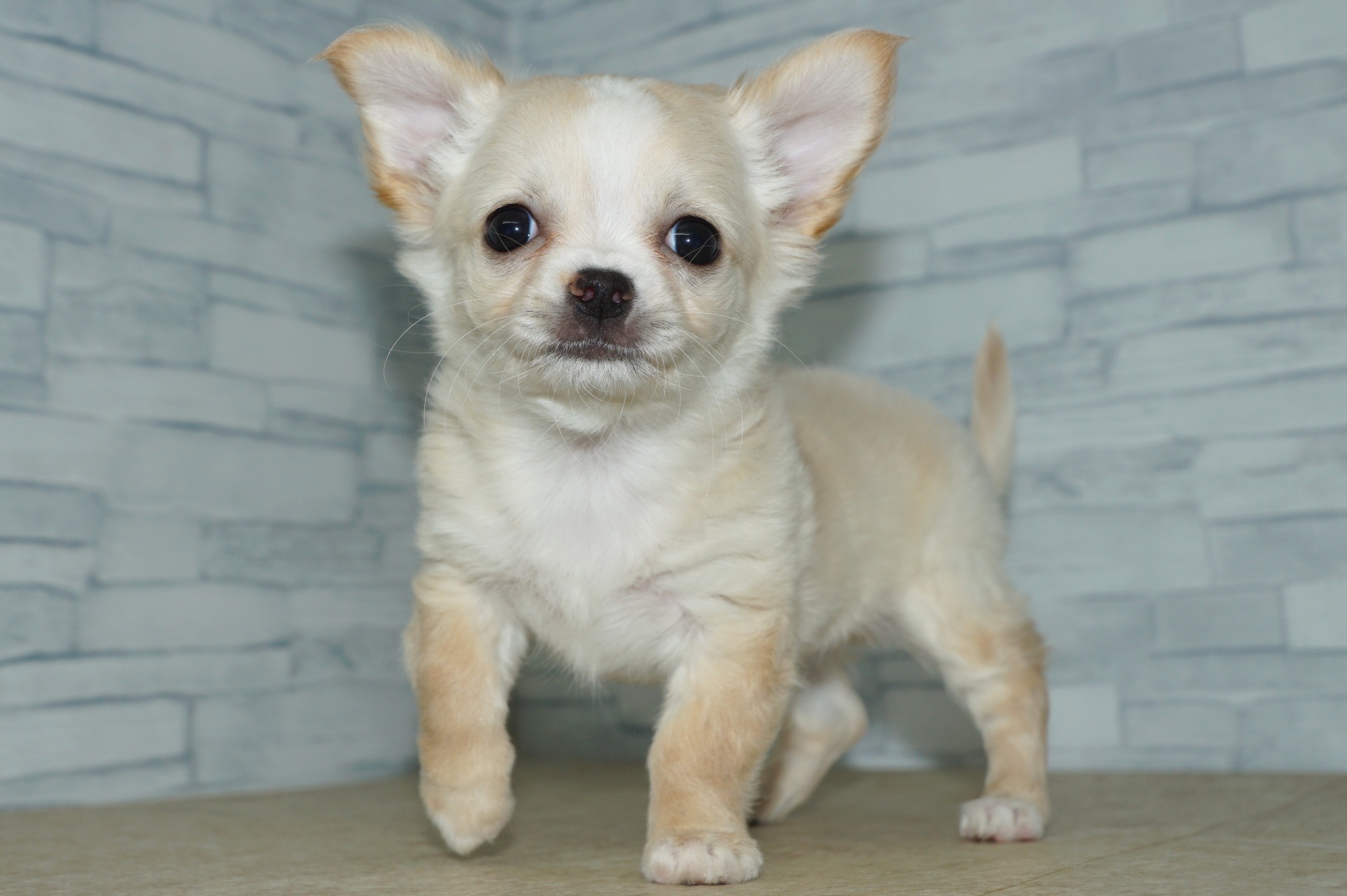 神奈川県のチワワ(ロング) (きくちペット湘南平塚店/2026年1月24日生まれ/女の子/クリームホワイト)の子犬の4枚目の画像