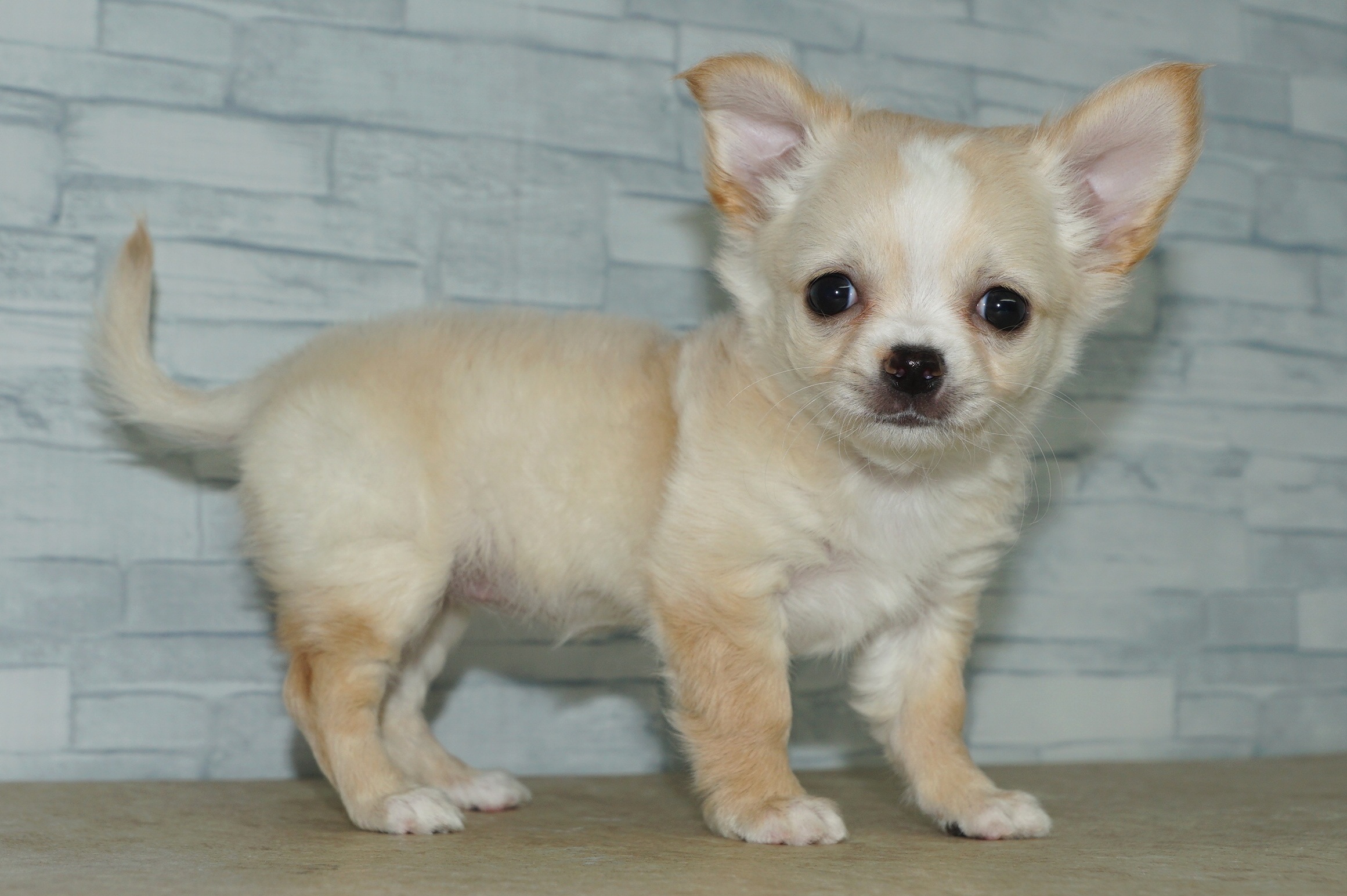 神奈川県のチワワ(ロング) (きくちペット湘南平塚店/2026年1月24日生まれ/女の子/クリームホワイト)の子犬の3枚目の画像