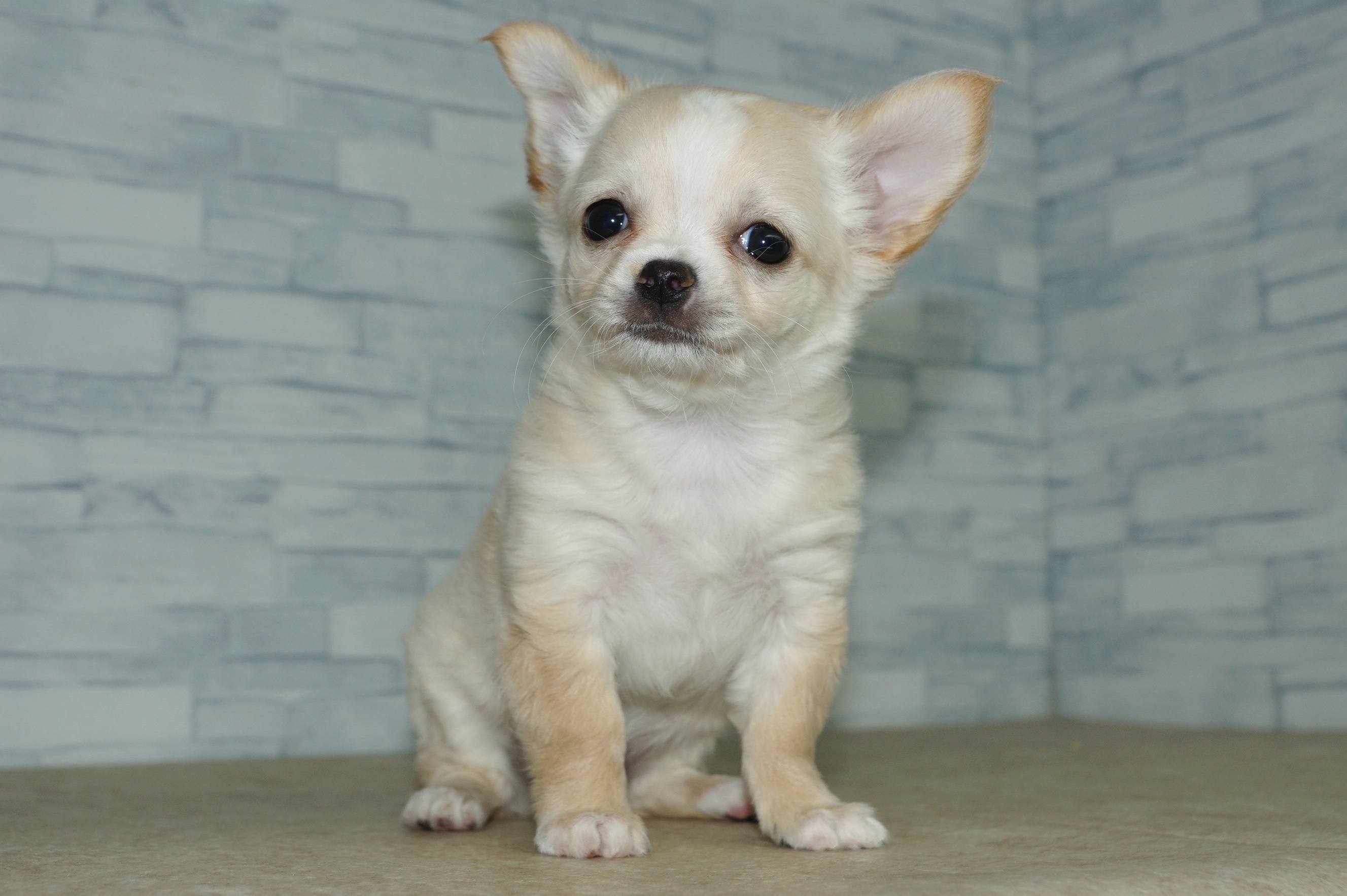 神奈川県のチワワ(ロング) (きくちペット湘南平塚店/2026年1月24日生まれ/女の子/クリームホワイト)の子犬の2枚目の画像