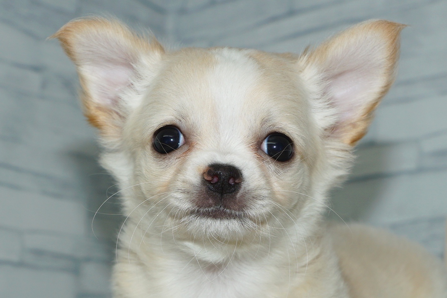 神奈川県のチワワ(ロング) (きくちペット湘南平塚店/2026年1月24日生まれ/女の子/クリームホワイト)の子犬の1枚目の画像