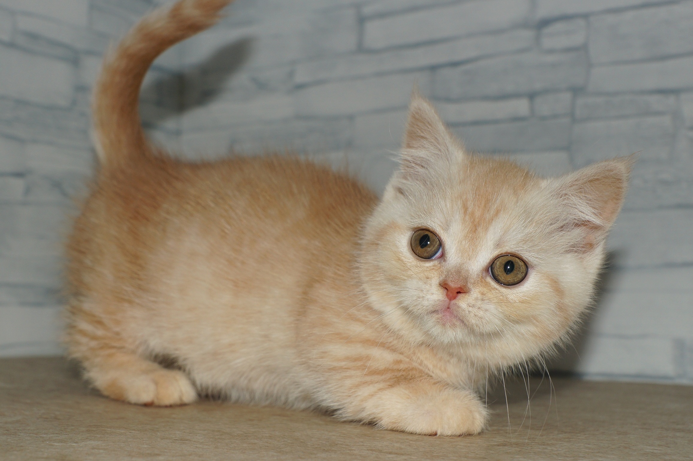 神奈川県のマンチカン (きくちペット湘南平塚店/2026年1月21日生まれ/女の子/カメオタビー)の子猫の2枚目の画像