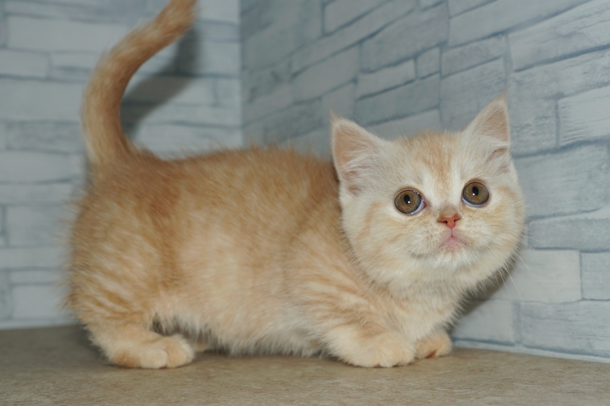 神奈川県のマンチカン (きくちペット湘南平塚店/2026年1月21日生まれ/女の子/カメオタビー)の子猫の3枚目の画像