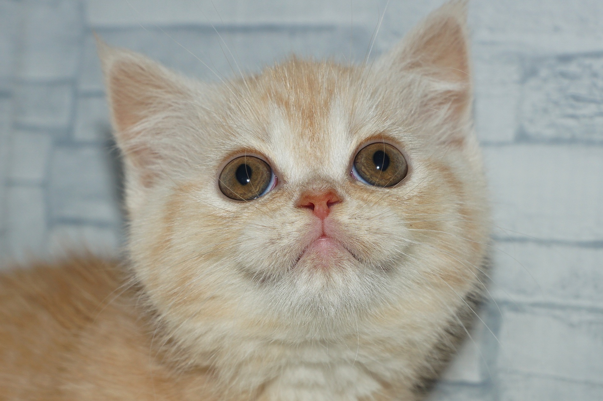 神奈川県のマンチカン (きくちペット湘南平塚店/2026年1月21日生まれ/女の子/カメオタビー)の子猫の1枚目の画像