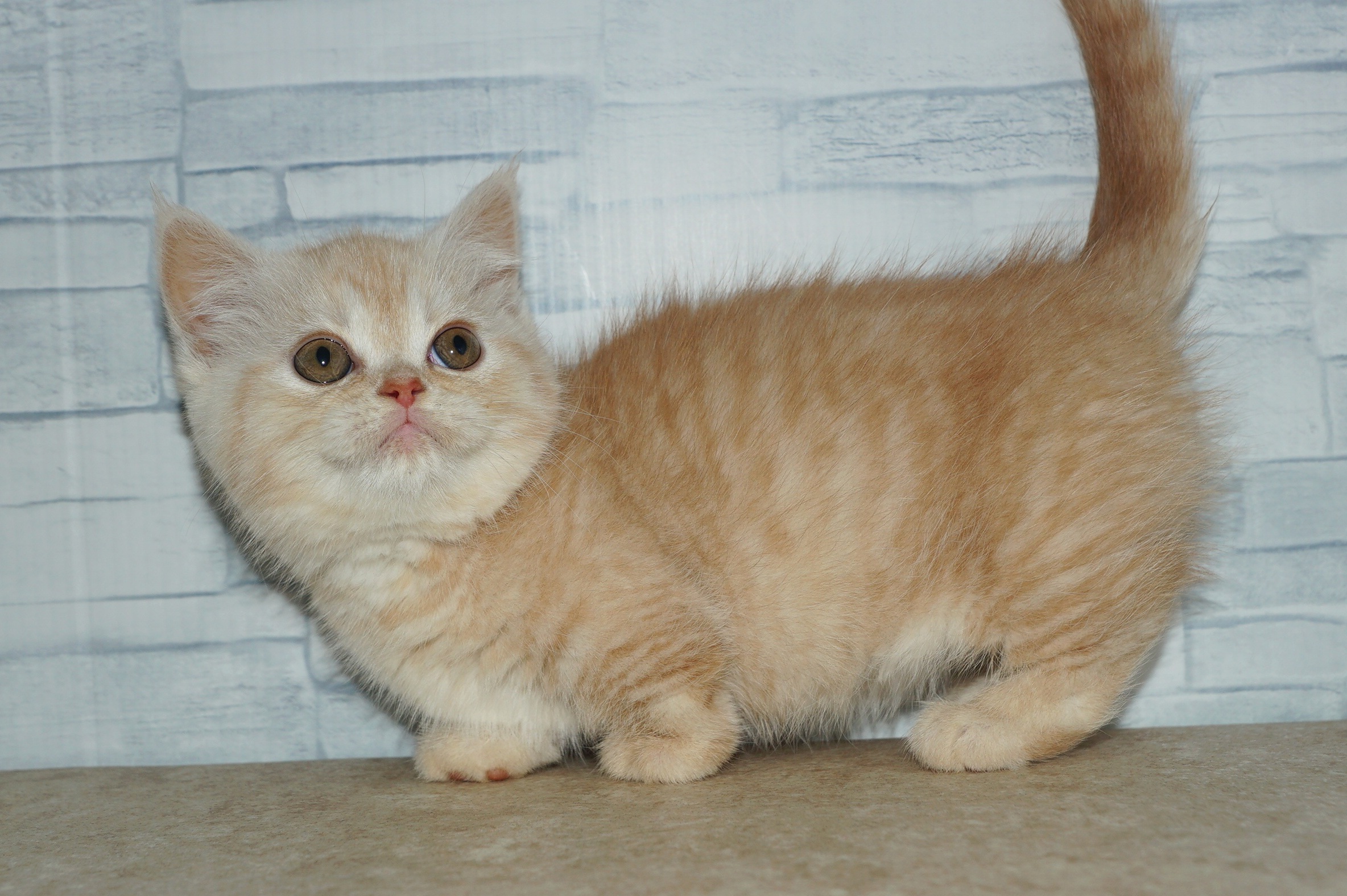 神奈川県のマンチカン (きくちペット湘南平塚店/2026年1月21日生まれ/女の子/カメオタビー)の子猫の4枚目の画像