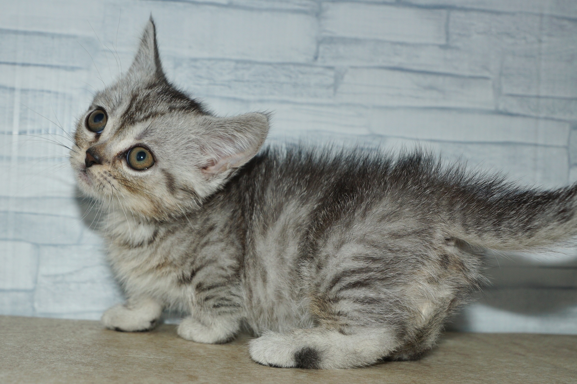 神奈川県のミヌエット (きくちペット湘南平塚店/2026年1月24日生まれ/男の子/シルバータビー)の子猫の2枚目の画像