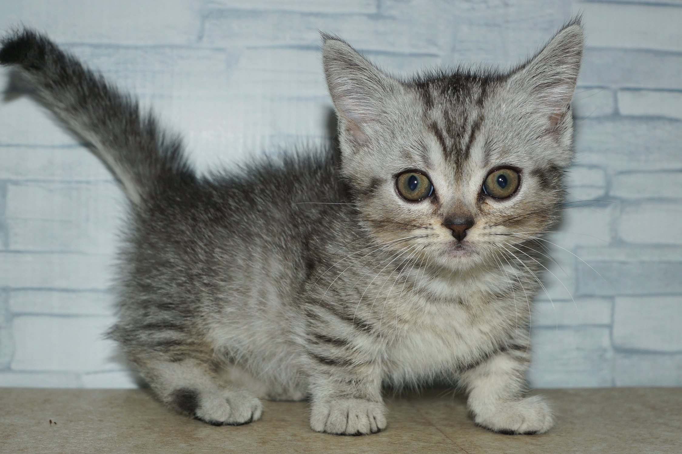 神奈川県のミヌエット (きくちペット湘南平塚店/2026年1月24日生まれ/男の子/シルバータビー)の子猫の3枚目の画像