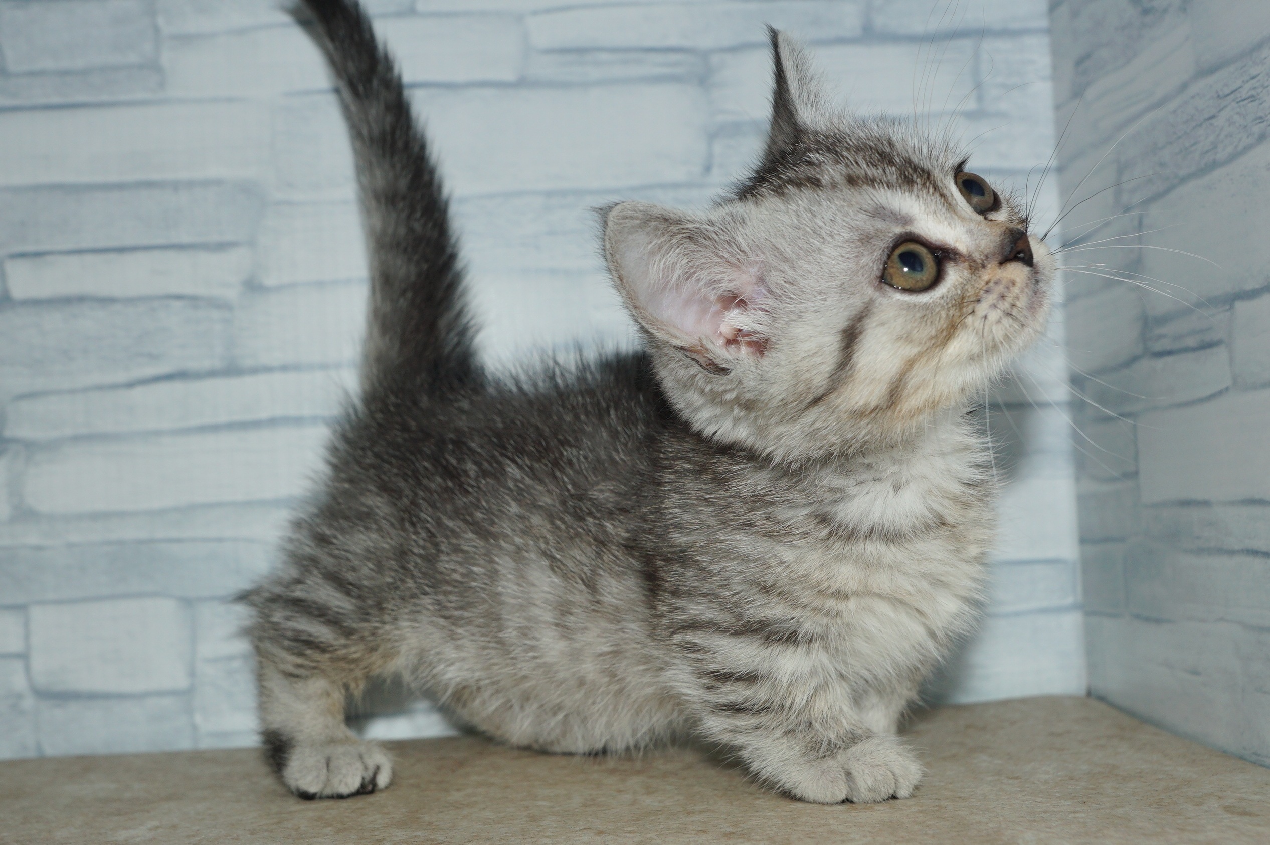 神奈川県のミヌエット (きくちペット湘南平塚店/2026年1月24日生まれ/男の子/シルバータビー)の子猫の4枚目の画像