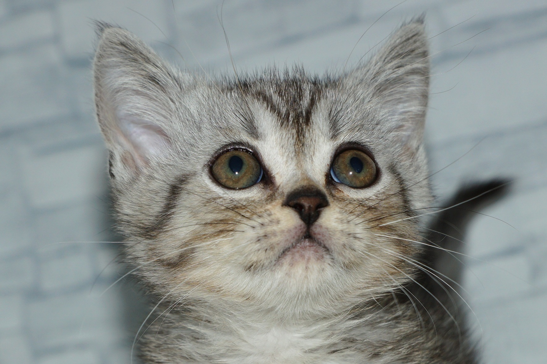 神奈川県のミヌエット (きくちペット湘南平塚店/2026年1月24日生まれ/男の子/シルバータビー)の子猫の1枚目の画像