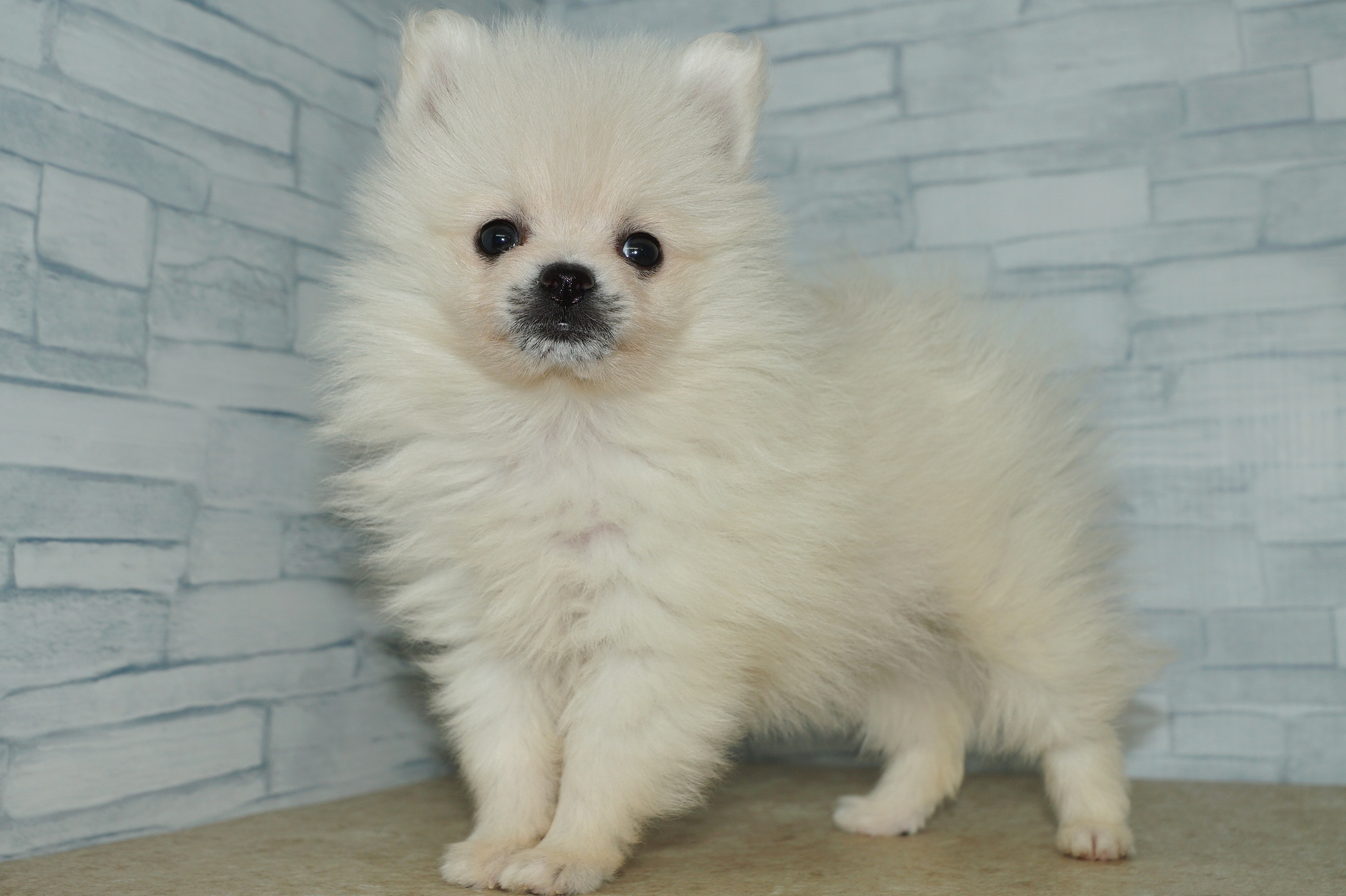 神奈川県のポメラニアン (きくちペット湘南平塚店/2026年1月24日生まれ/女の子/クリーム)の子犬の2枚目の画像