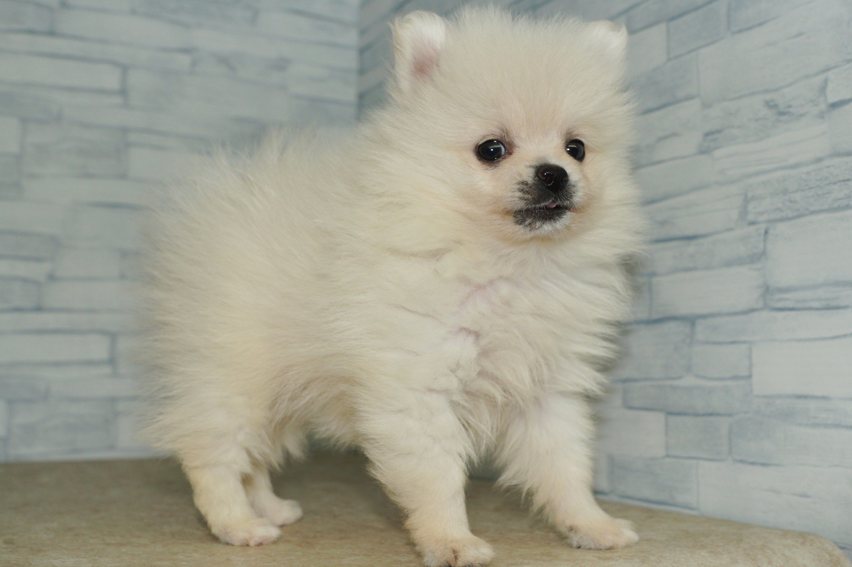 神奈川県のポメラニアン (きくちペット湘南平塚店/2026年1月24日生まれ/女の子/クリーム)の子犬の3枚目の画像