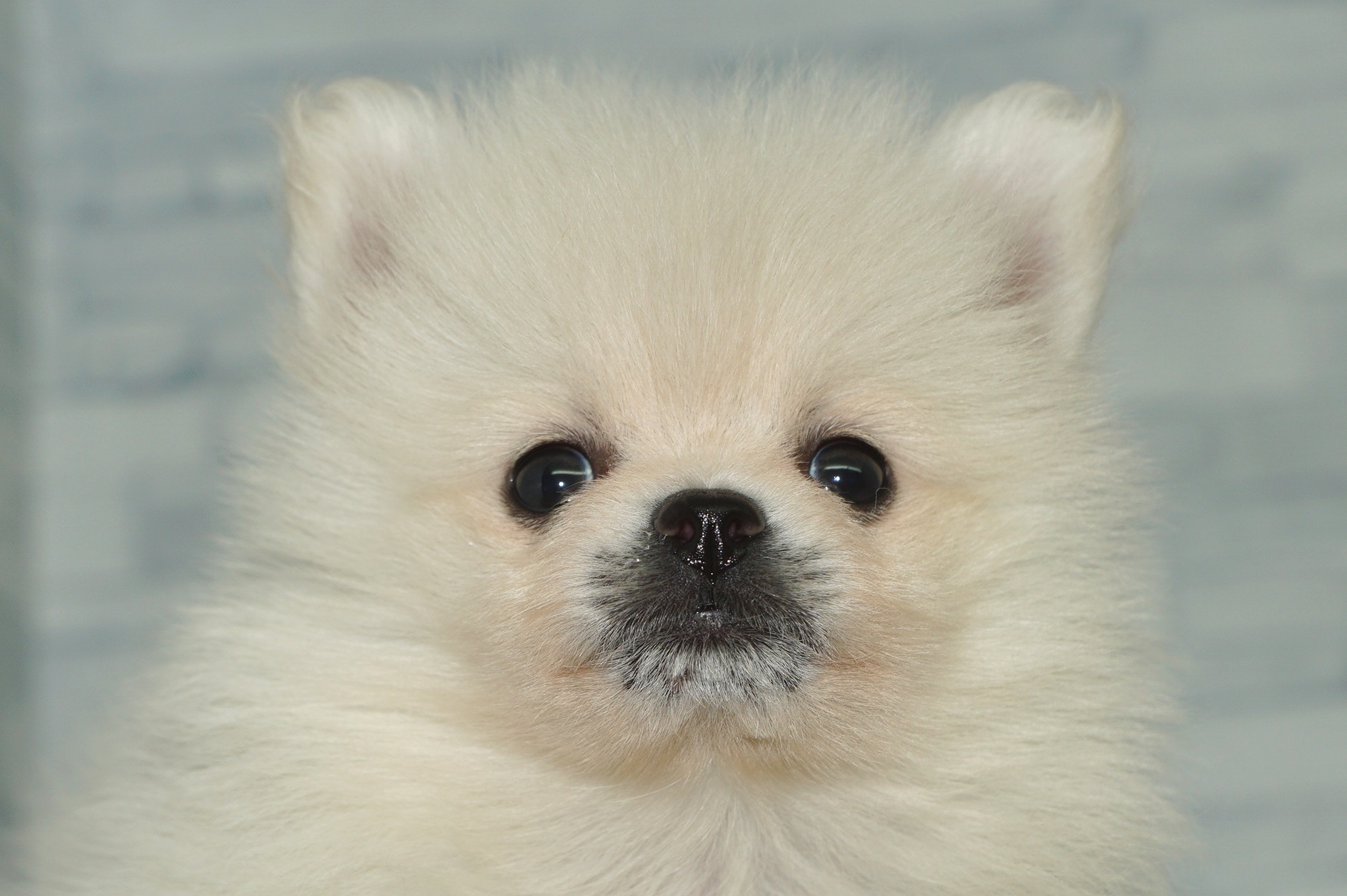 神奈川県のポメラニアン (きくちペット湘南平塚店/2026年1月24日生まれ/女の子/クリーム)の子犬の1枚目の画像