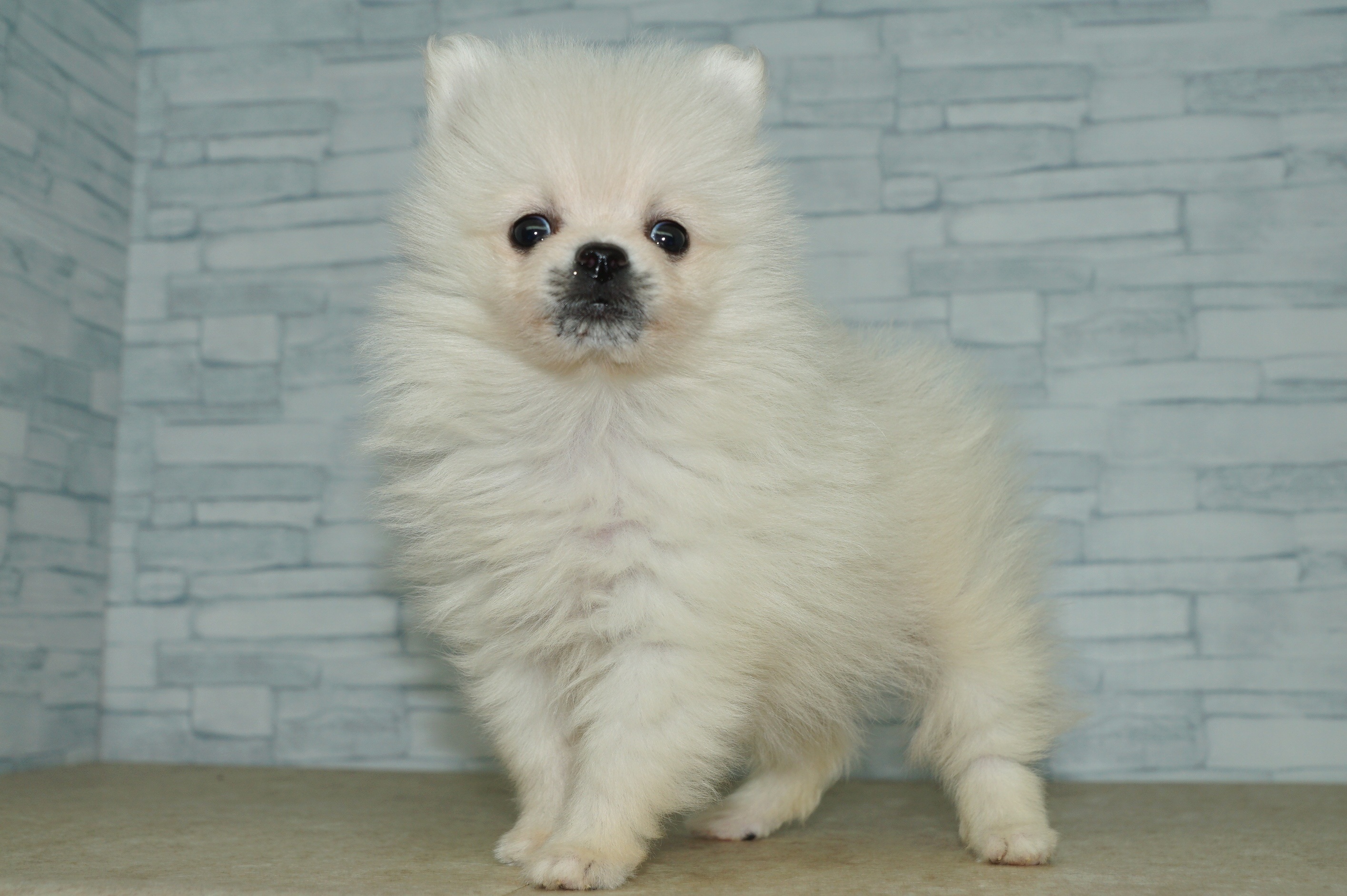 神奈川県のポメラニアン (きくちペット湘南平塚店/2026年1月24日生まれ/女の子/クリーム)の子犬の4枚目の画像