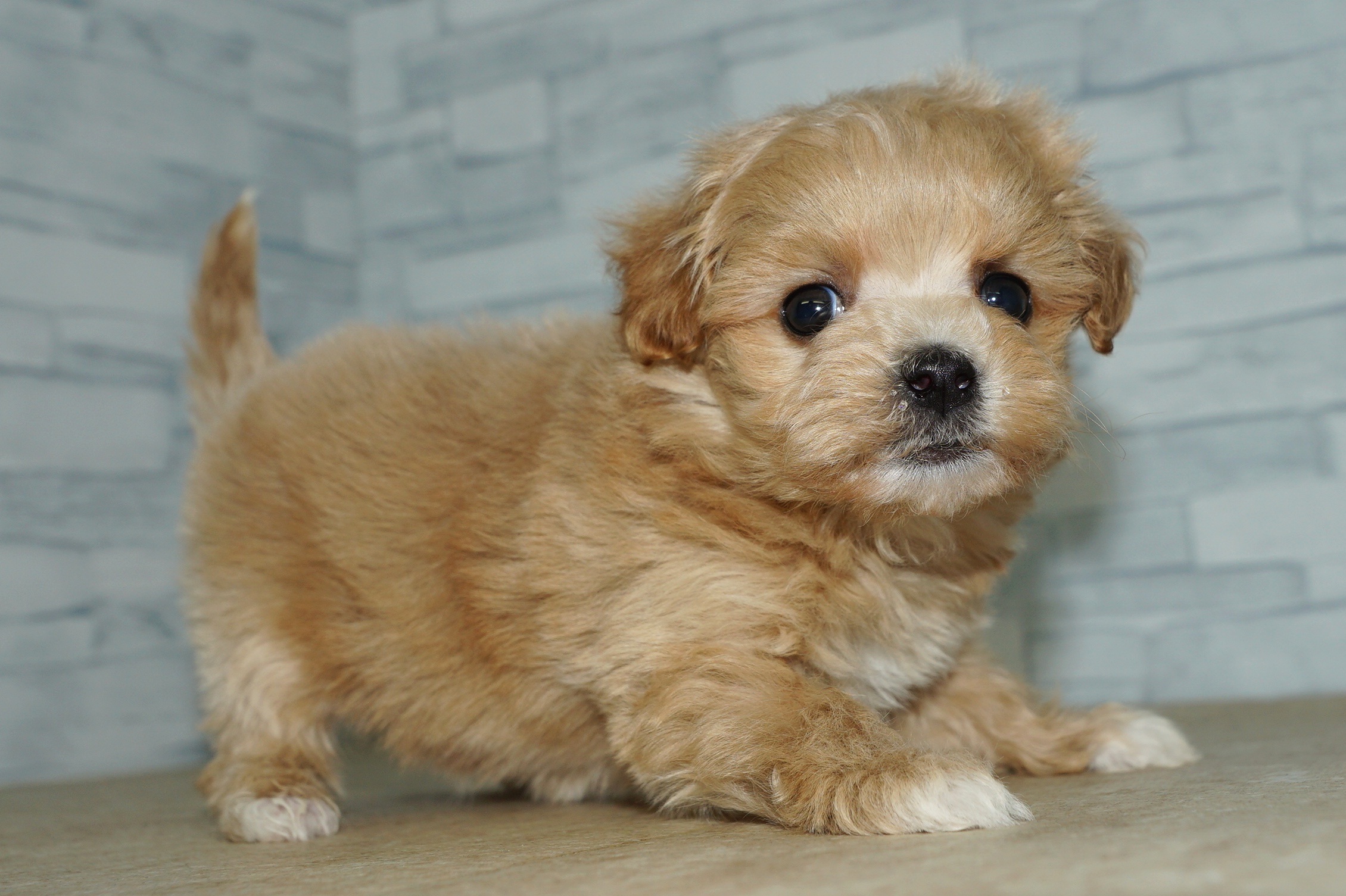 神奈川県のマルプー(マルチーズ×プードル) (きくちペット湘南平塚店/2026年1月20日生まれ/女の子/アプリコットホワイト)の子犬の2枚目の画像
