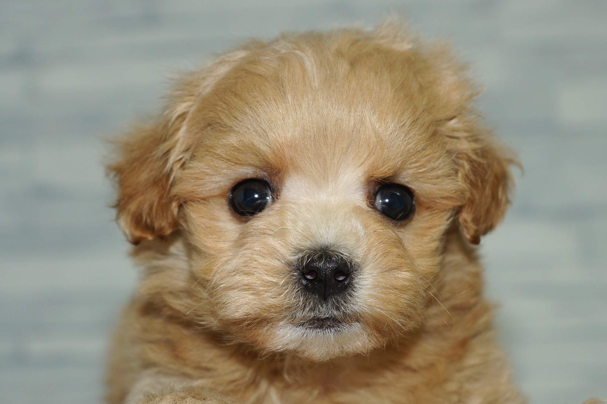 神奈川県のマルプー(マルチーズ×プードル) (きくちペット湘南平塚店/2026年1月20日生まれ/女の子/アプリコットホワイト)の子犬の1枚目の画像