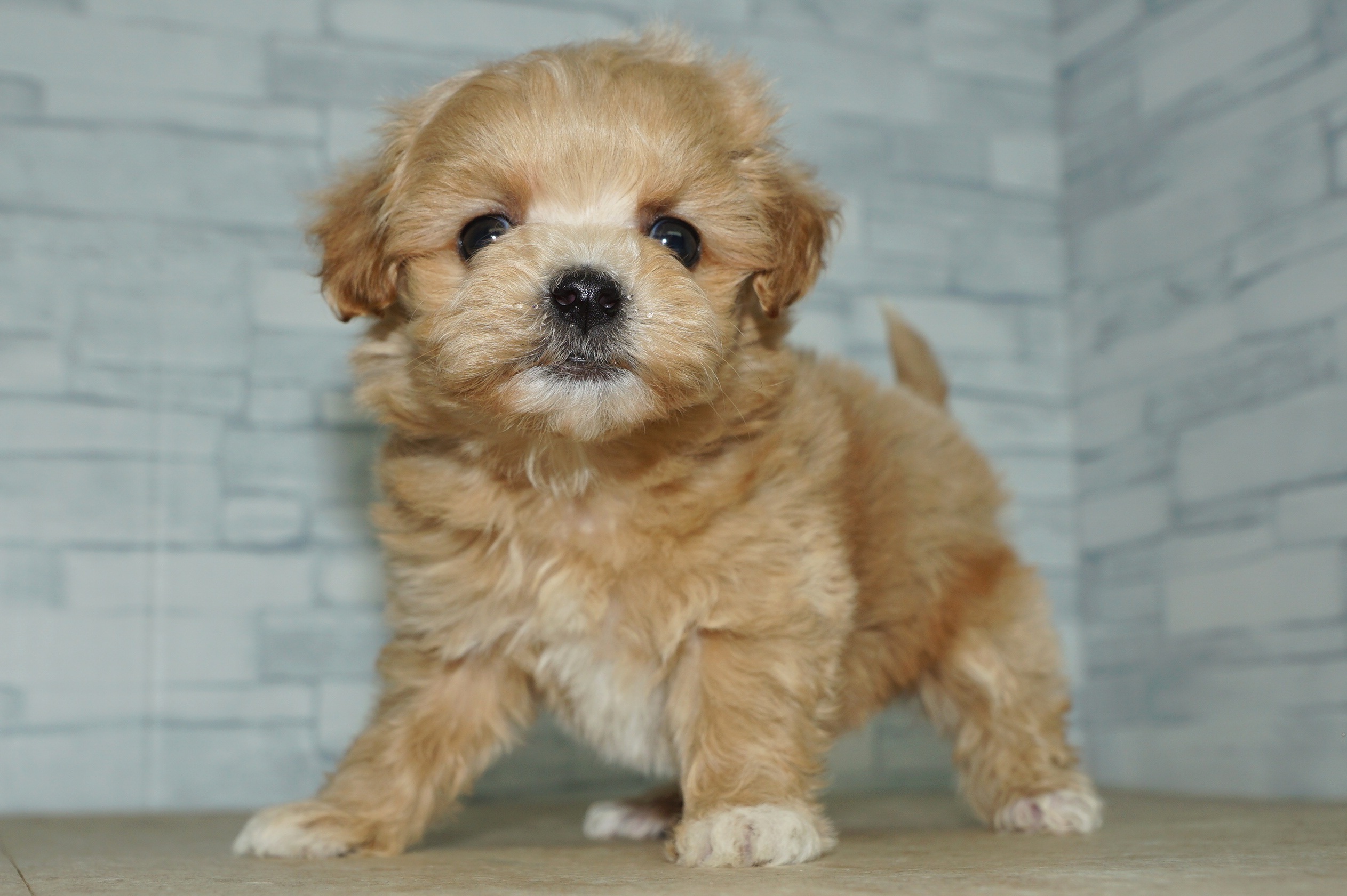 神奈川県のマルプー(マルチーズ×プードル) (きくちペット湘南平塚店/2026年1月20日生まれ/女の子/アプリコットホワイト)の子犬の4枚目の画像