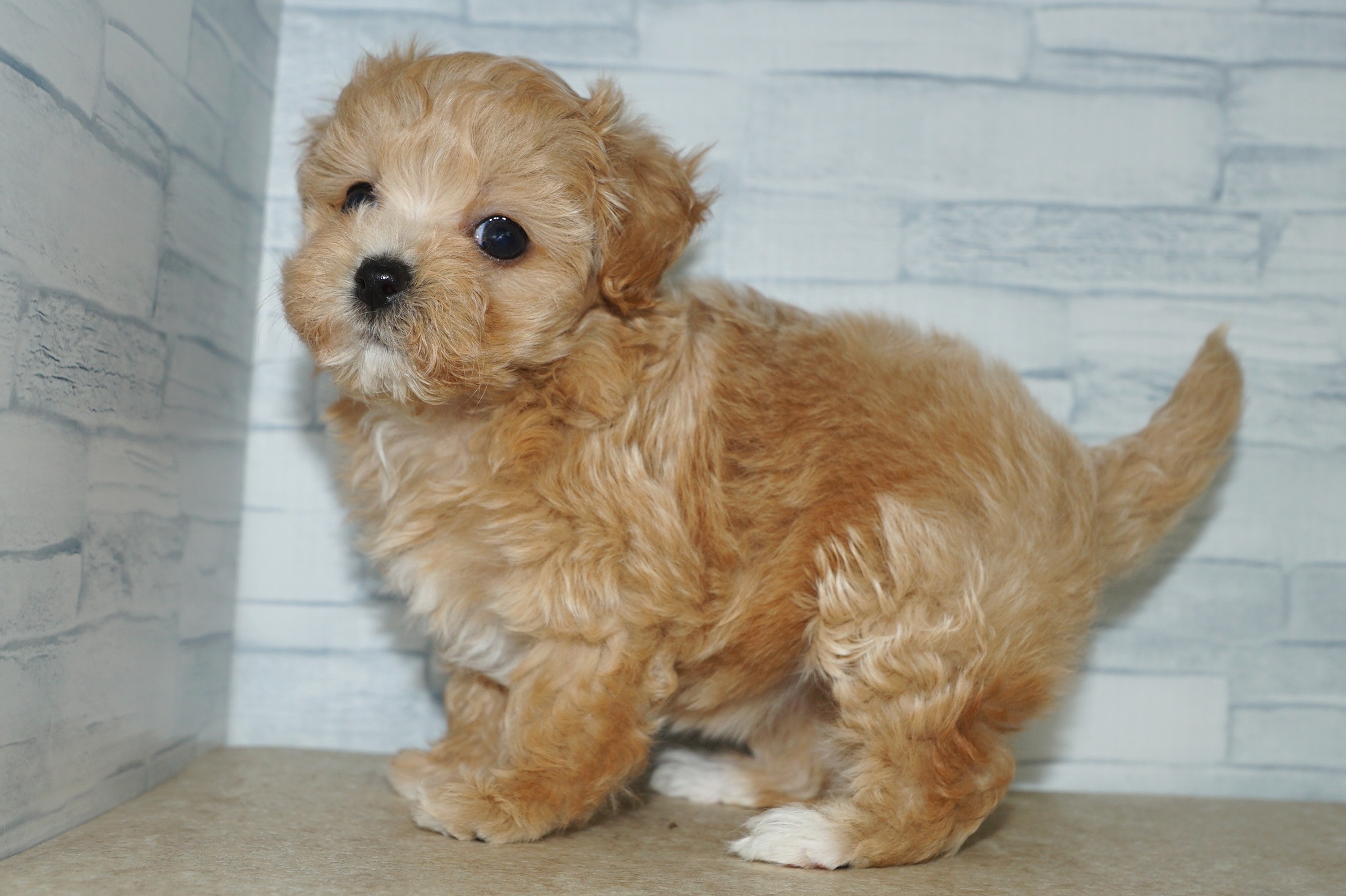 神奈川県のマルプー(マルチーズ×プードル) (きくちペット湘南平塚店/2026年1月24日生まれ/女の子/アプリコットホワイト)の子犬の2枚目の画像