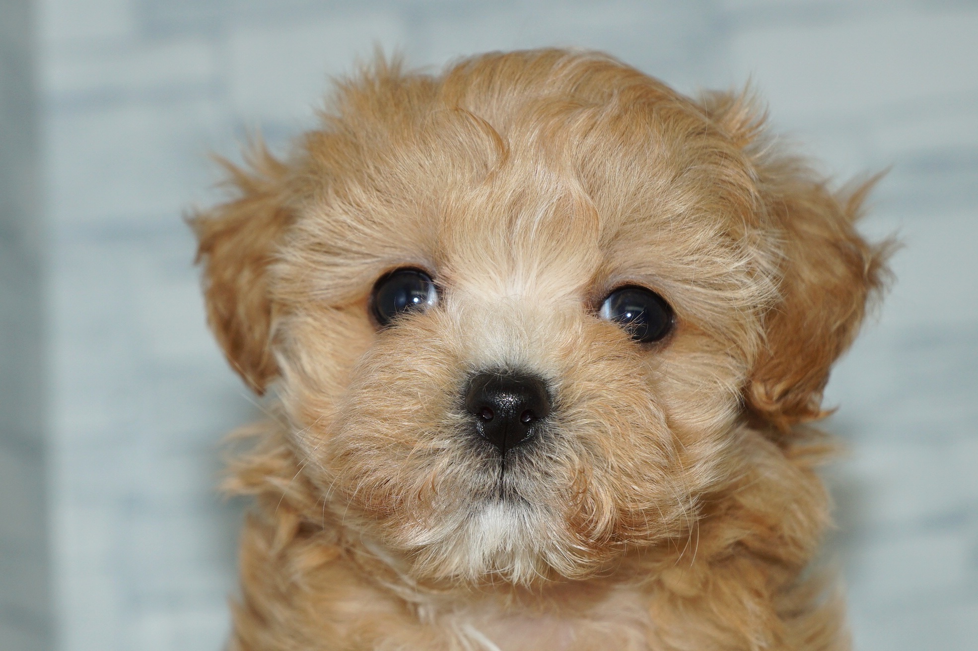 神奈川県のマルプー(マルチーズ×プードル) (きくちペット湘南平塚店/2026年1月24日生まれ/女の子/アプリコットホワイト)の子犬の1枚目の画像