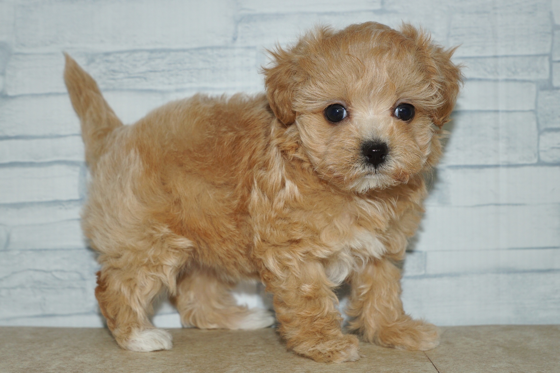 神奈川県のマルプー(マルチーズ×プードル) (きくちペット湘南平塚店/2026年1月24日生まれ/女の子/アプリコットホワイト)の子犬の3枚目の画像