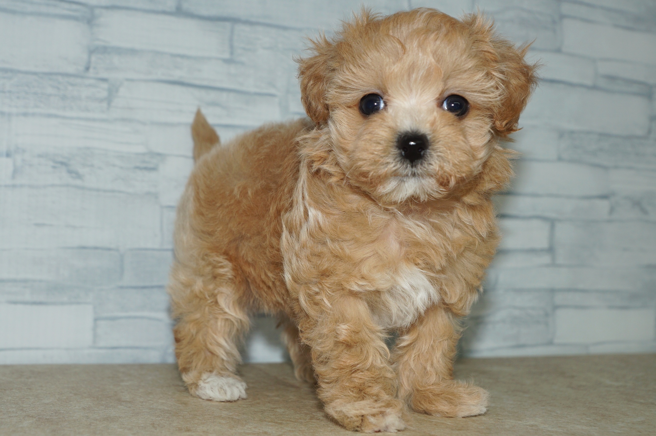 神奈川県のマルプー(マルチーズ×プードル) (きくちペット湘南平塚店/2026年1月24日生まれ/女の子/アプリコットホワイト)の子犬の4枚目の画像