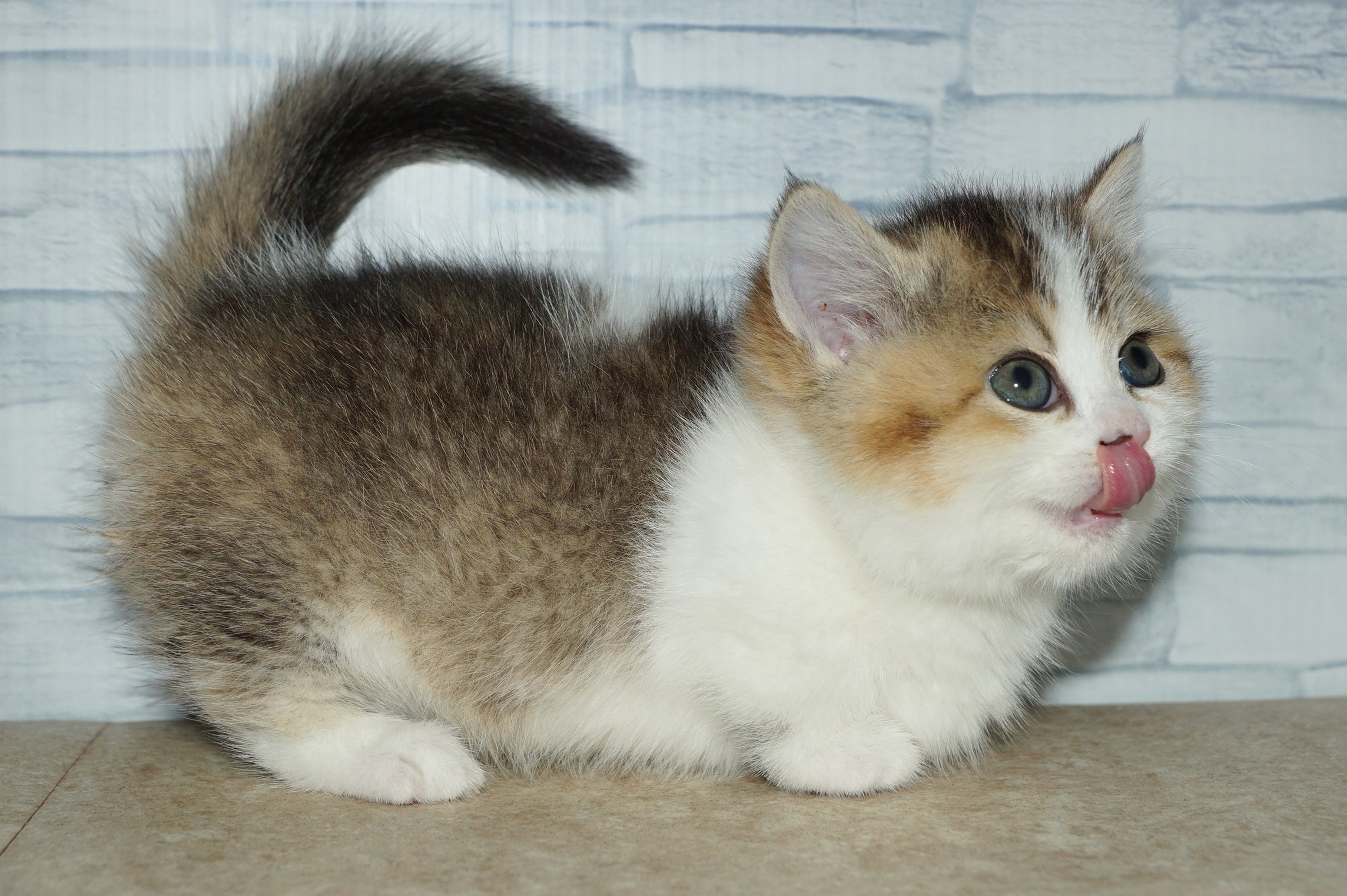 神奈川県のマンチカン (きくちペット湘南平塚店/2026年1月25日生まれ/女の子/ブラック、ゴールデン＆ホワイト)の子猫の2枚目の画像