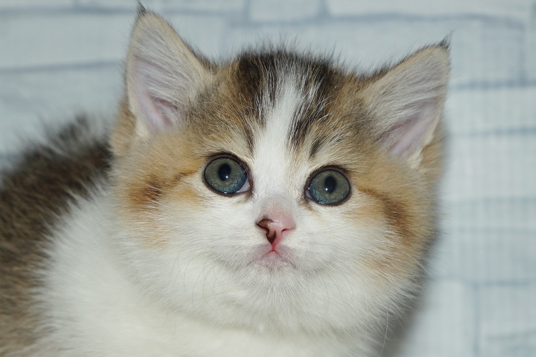 神奈川県のマンチカン (きくちペット湘南平塚店/2026年1月25日生まれ/女の子/ブラック、ゴールデン＆ホワイト)の子猫の1枚目の画像