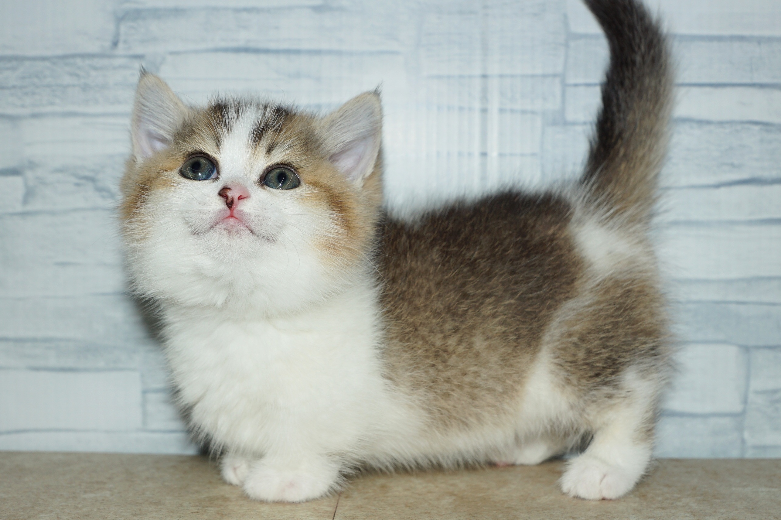 神奈川県のマンチカン (きくちペット湘南平塚店/2026年1月25日生まれ/女の子/ブラック、ゴールデン＆ホワイト)の子猫の4枚目の画像