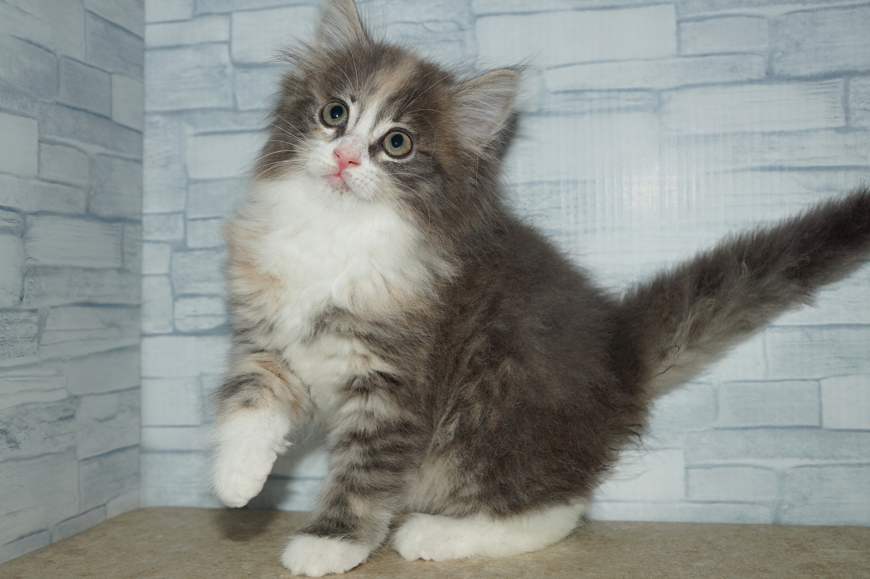 神奈川県のメインクーン (きくちペット湘南平塚店/2026年1月25日生まれ/女の子/ブルークリームホワイト)の子猫の4枚目の画像