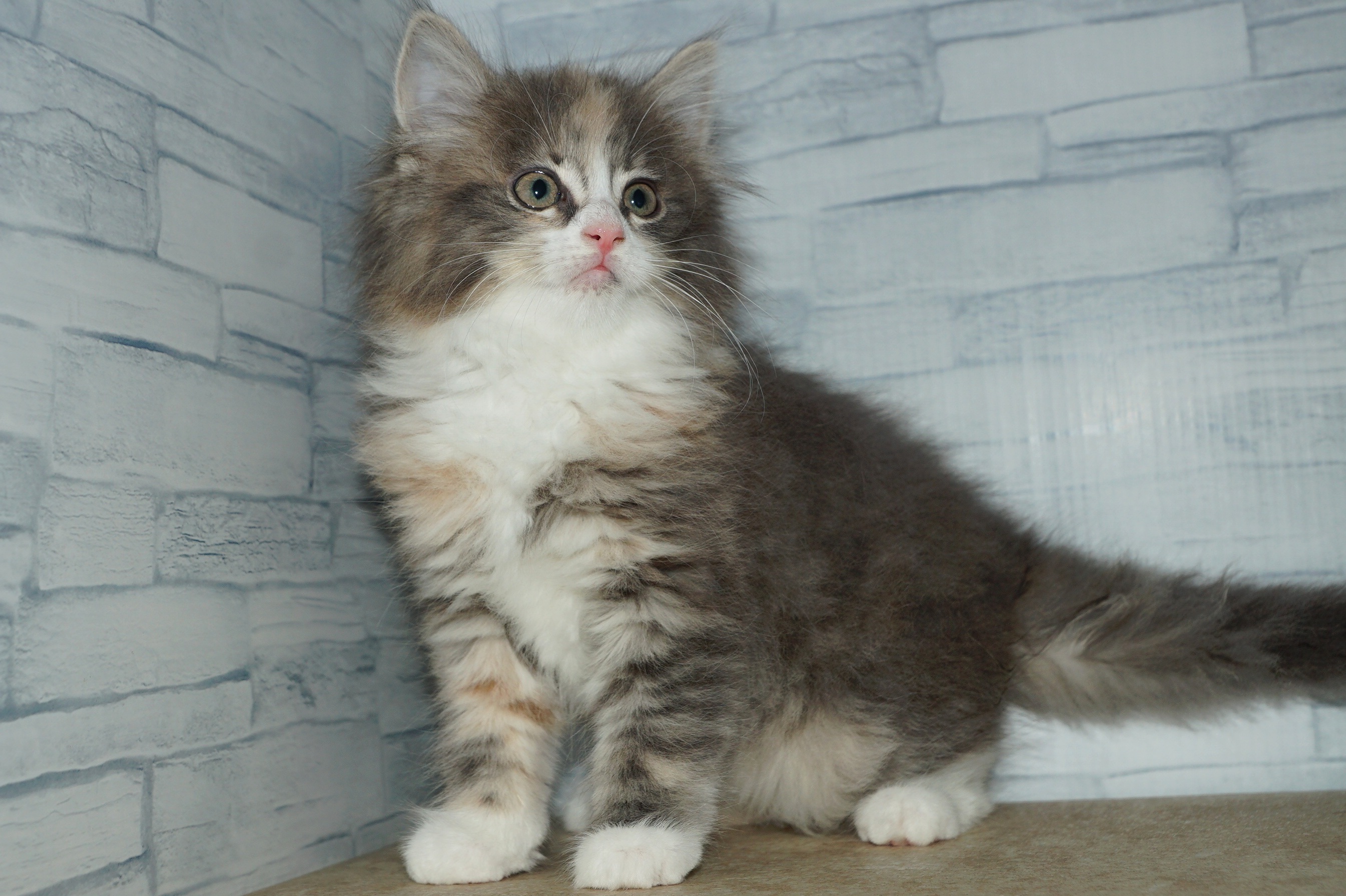 神奈川県のメインクーン (きくちペット湘南平塚店/2026年1月25日生まれ/女の子/ブルークリームホワイト)の子猫の2枚目の画像