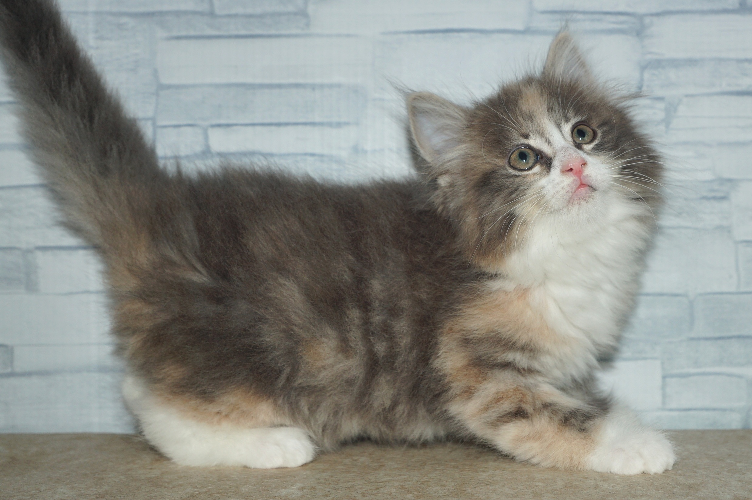 神奈川県のメインクーン (きくちペット湘南平塚店/2026年1月25日生まれ/女の子/ブルークリームホワイト)の子猫の3枚目の画像