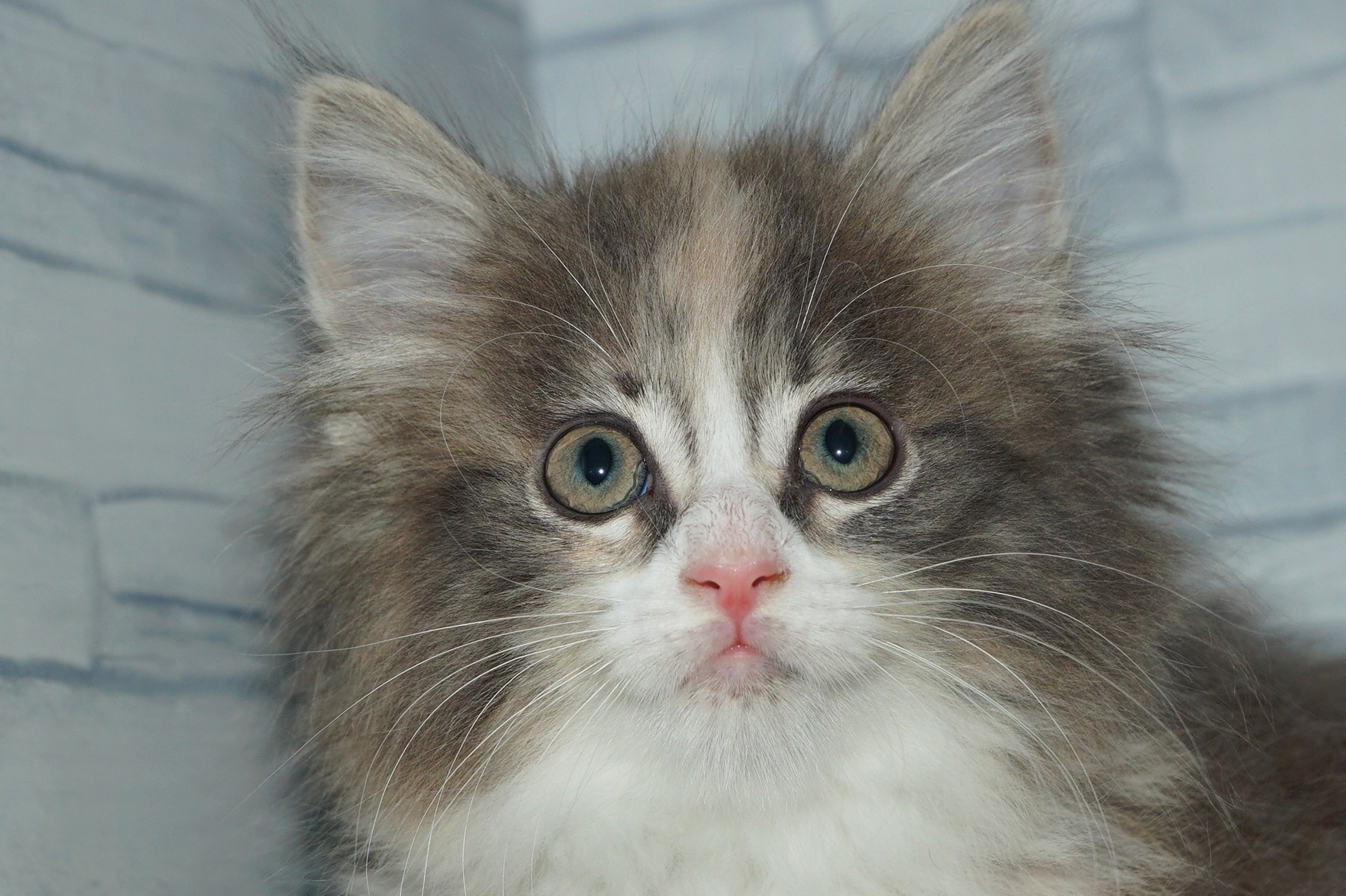 神奈川県のメインクーン (きくちペット湘南平塚店/2026年1月25日生まれ/女の子/ブルークリームホワイト)の子猫の1枚目の画像