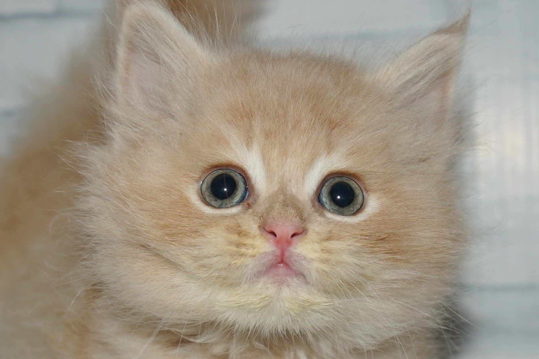 詳細 | 新入舎紹介 | きくちペット