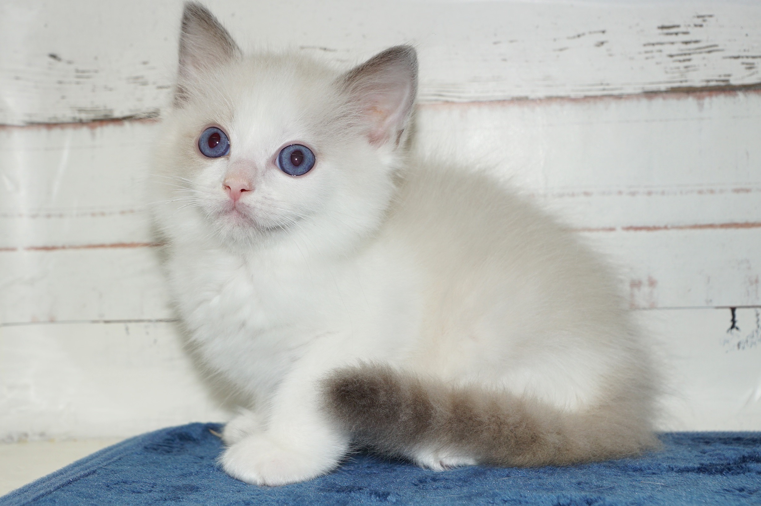 詳細 新入舎紹介 きくちペット