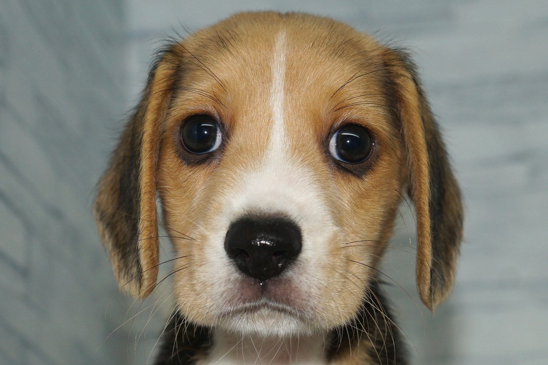 詳細 新入舎紹介 きくちペット